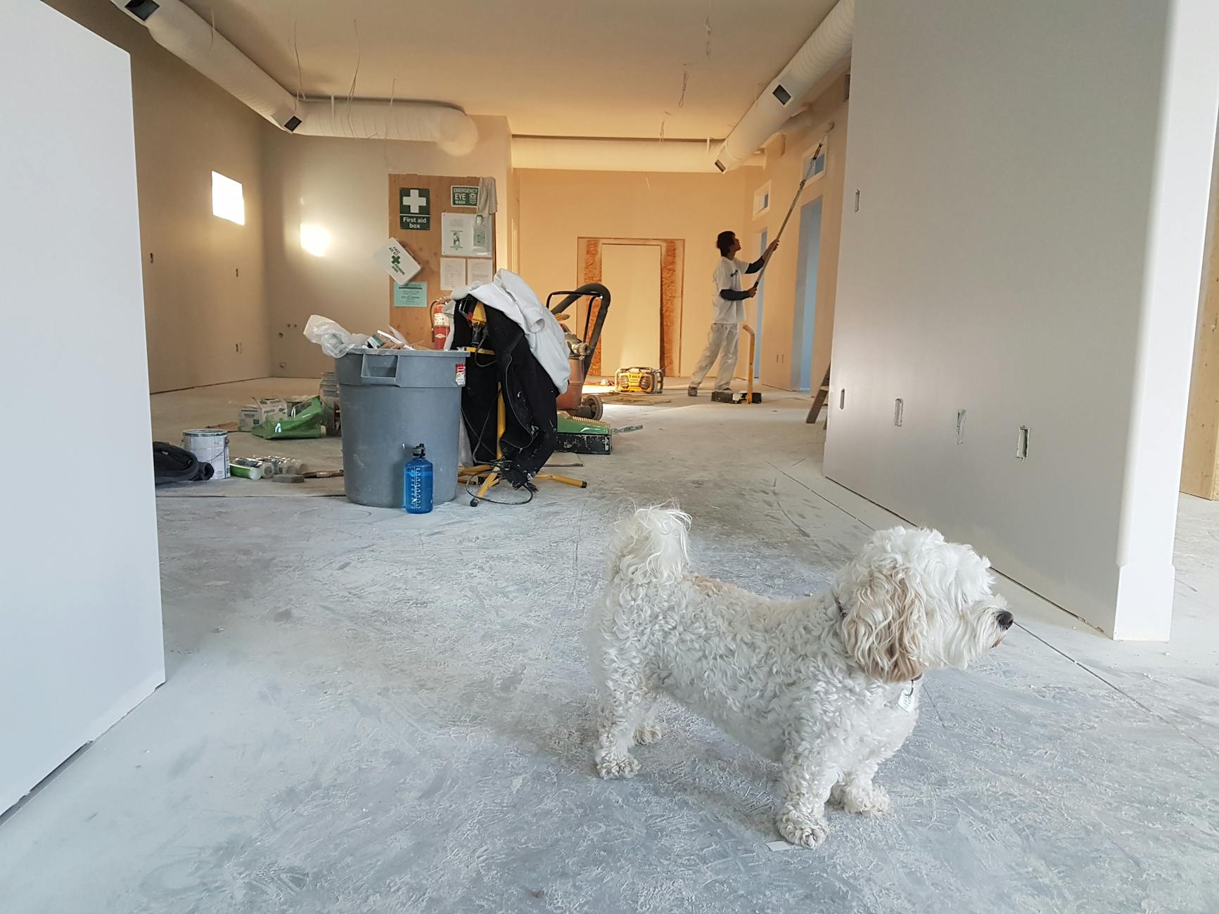 Pet-Specific Renovation