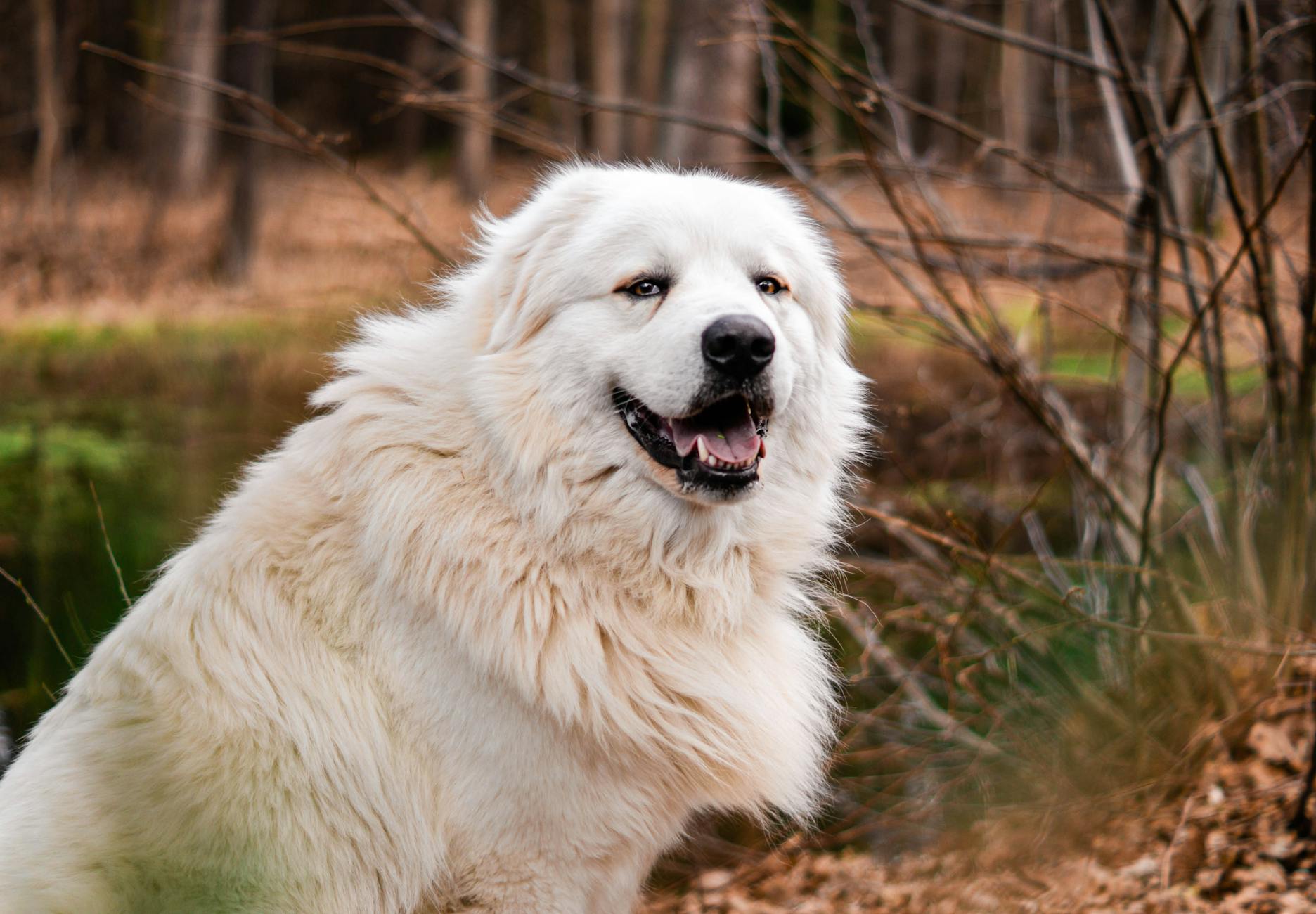 Great Pyrenees Dog Breed