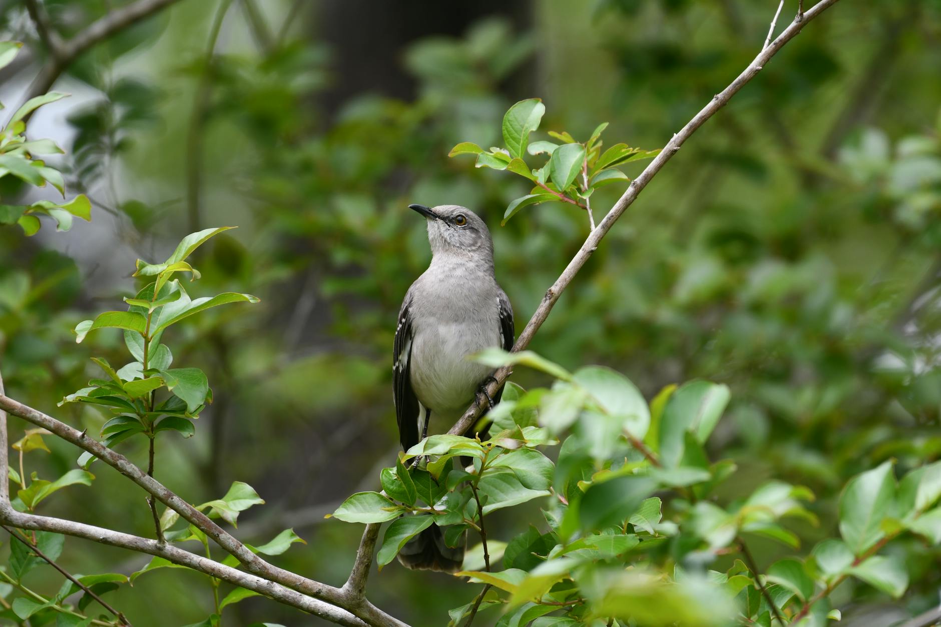 Northern Mockingbird Bird