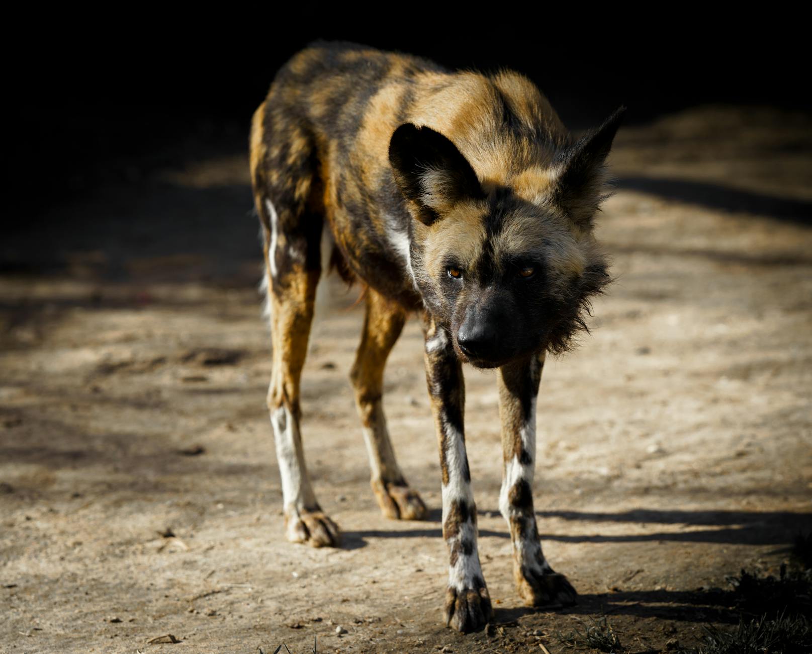 African Wild Dog Predator
