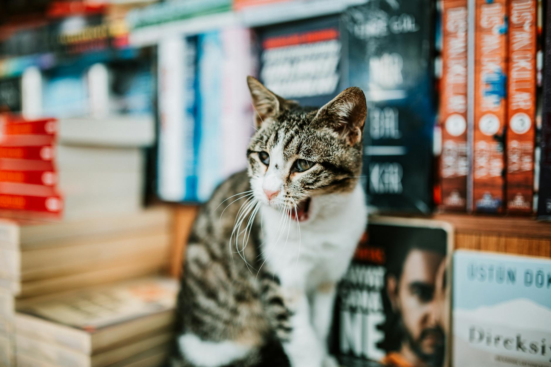 Sitting on book Cat