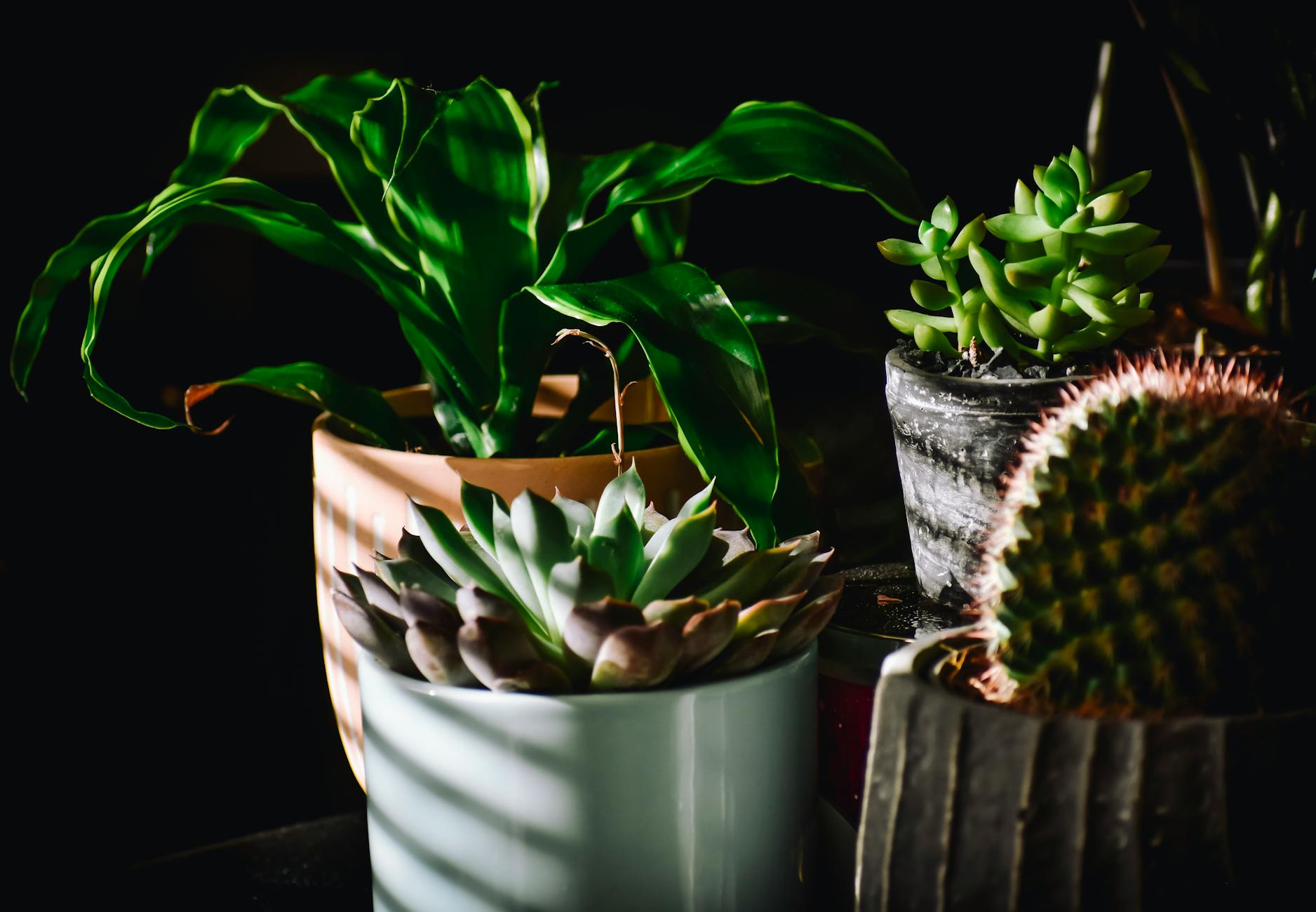 Volatile Compound Houseplants