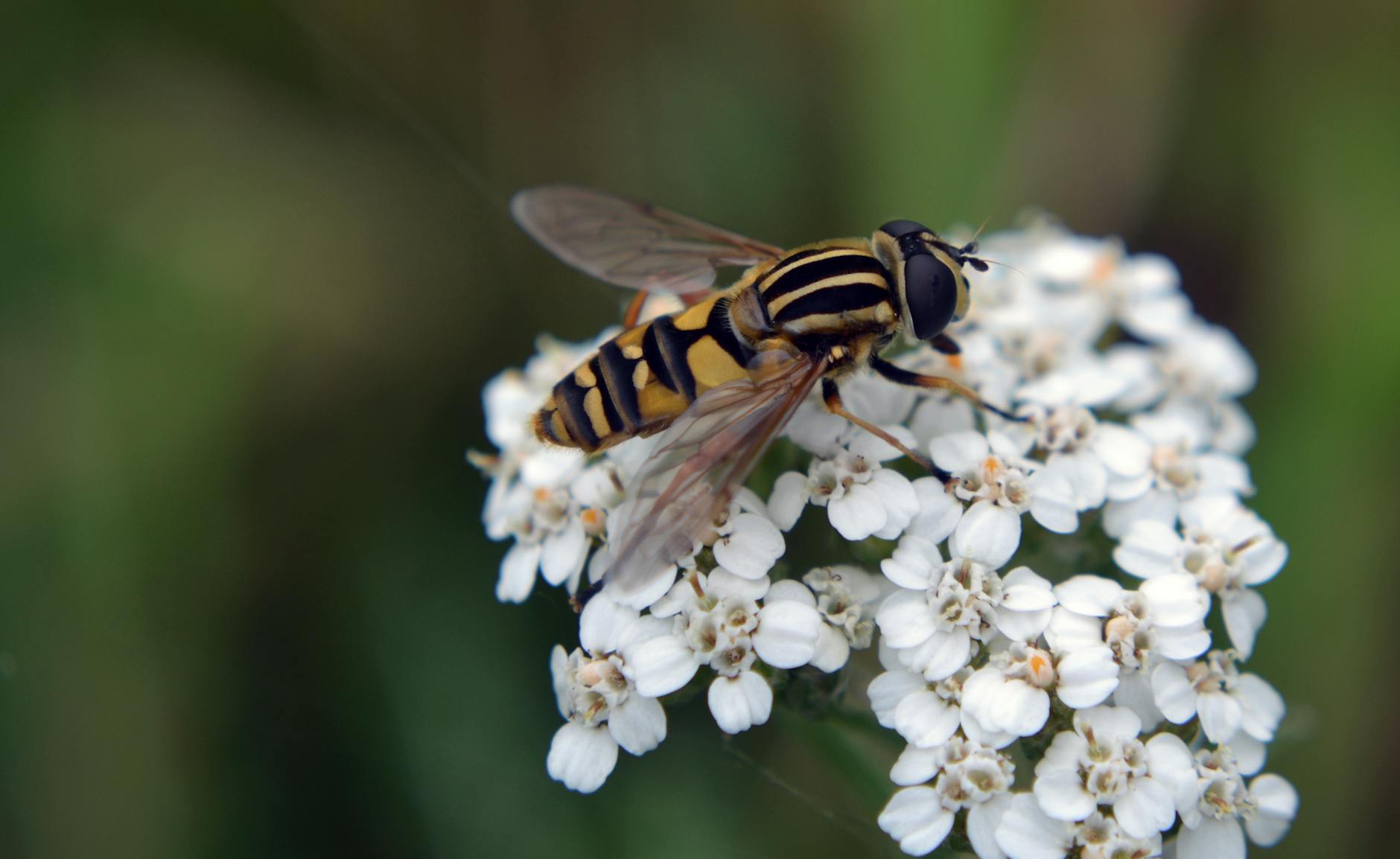 Hoverfly Animal