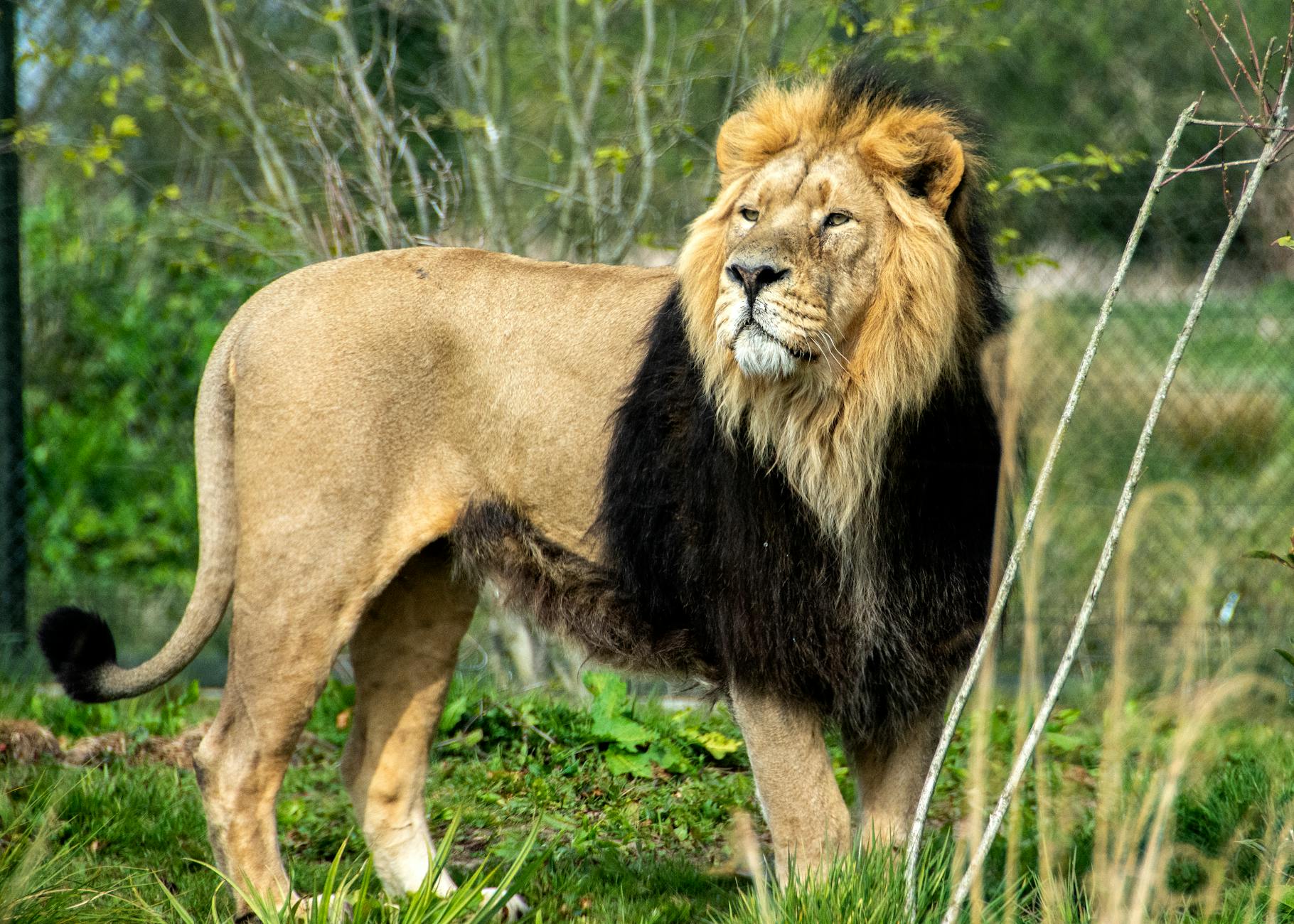 Lion Predator