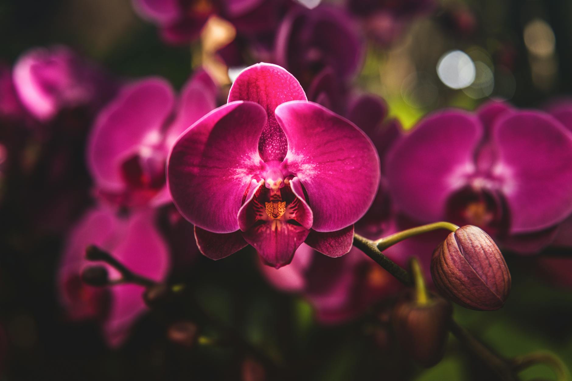 Orchid Plant