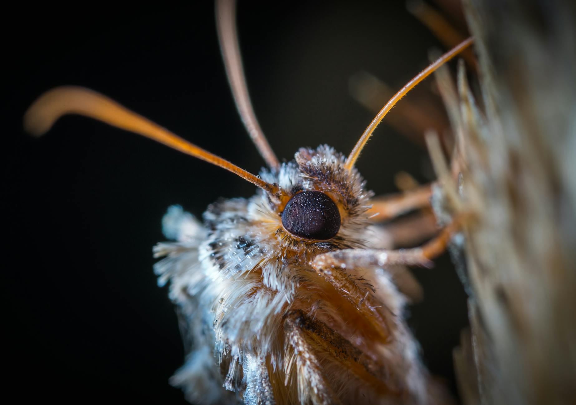 Tussock Moth Animal