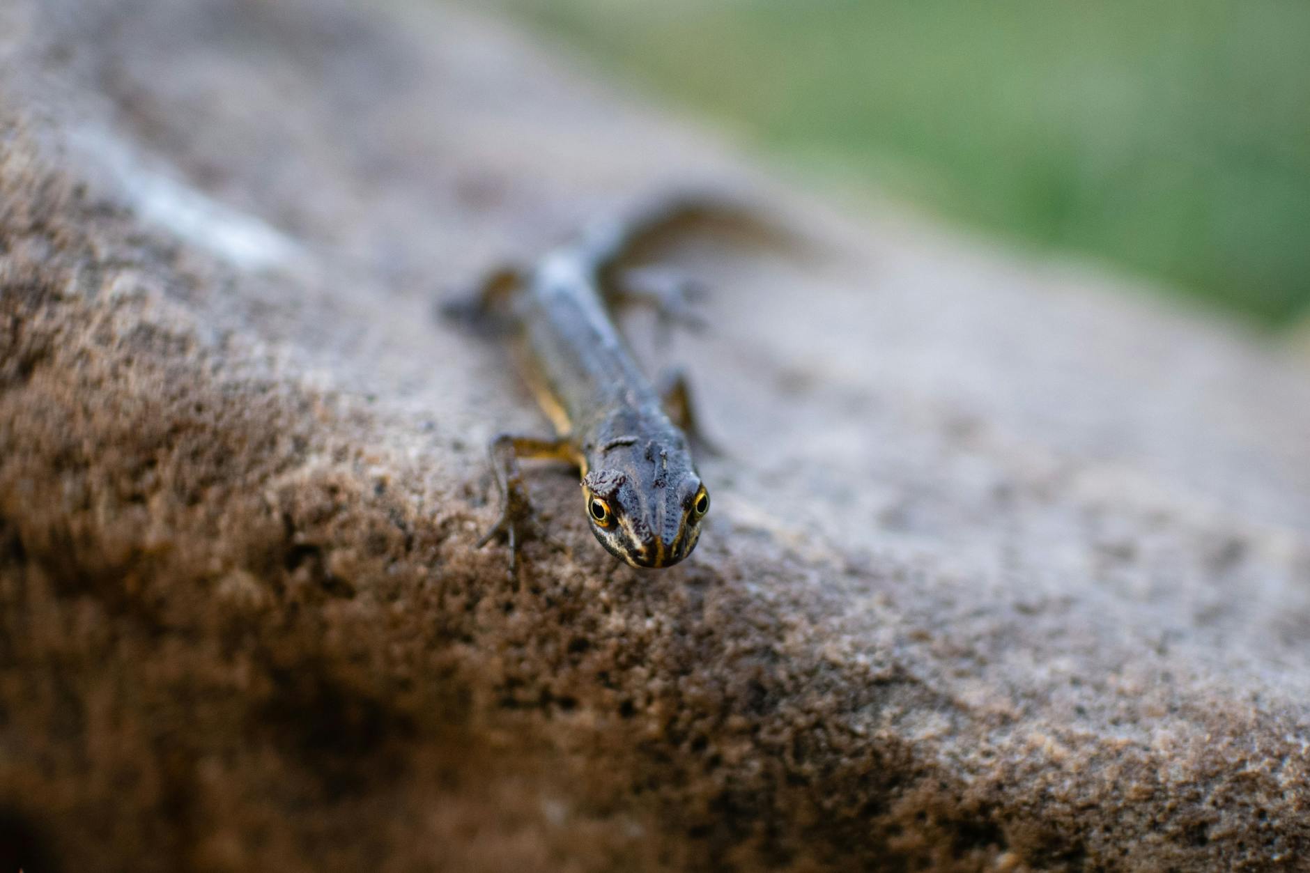 Iberian Newt Animal