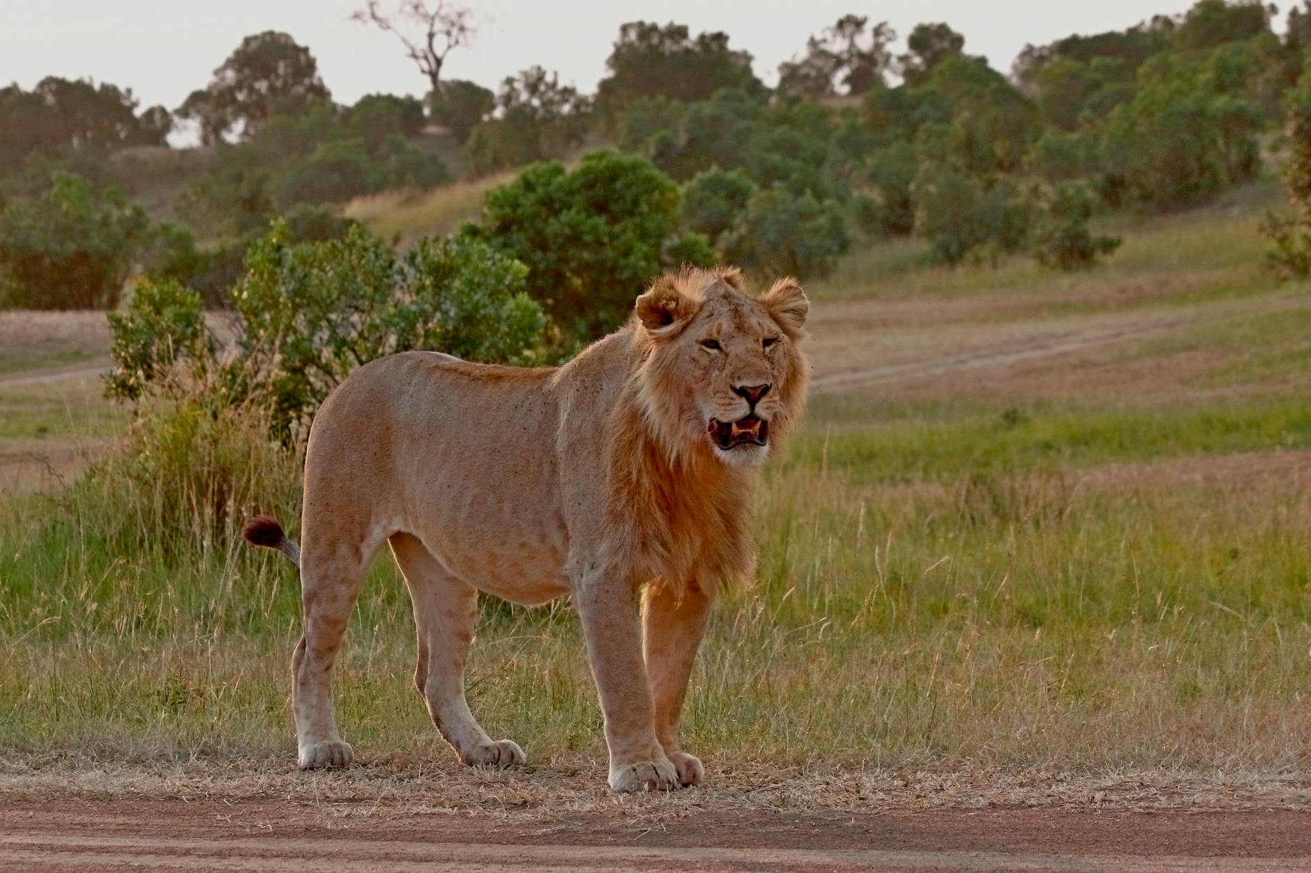 Serengeti Lions