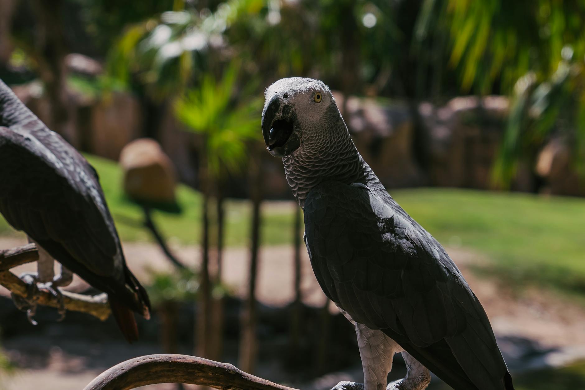 African Grey Parrot Animals