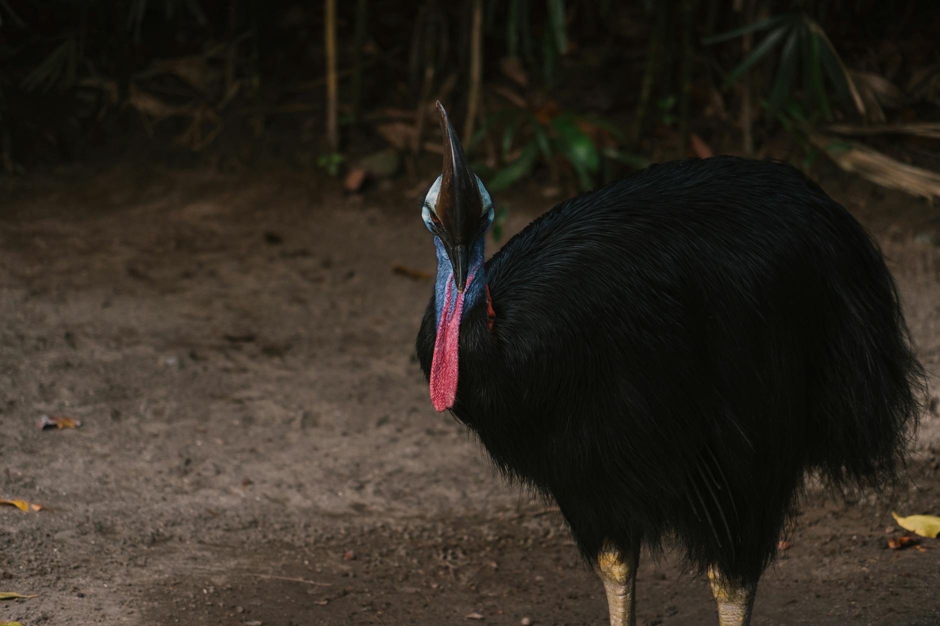 Cassowary bird