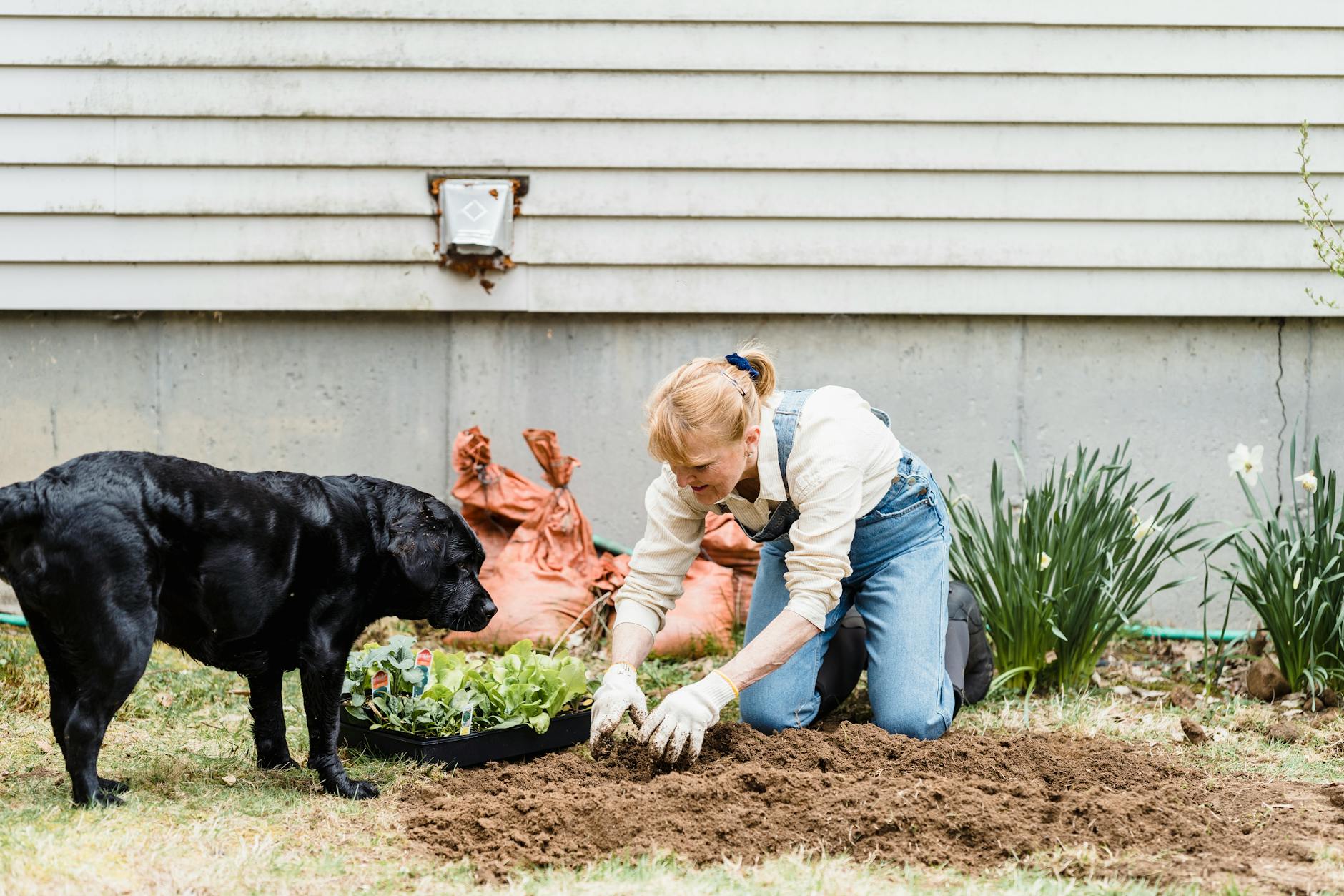 Vegetable Gardens Yard