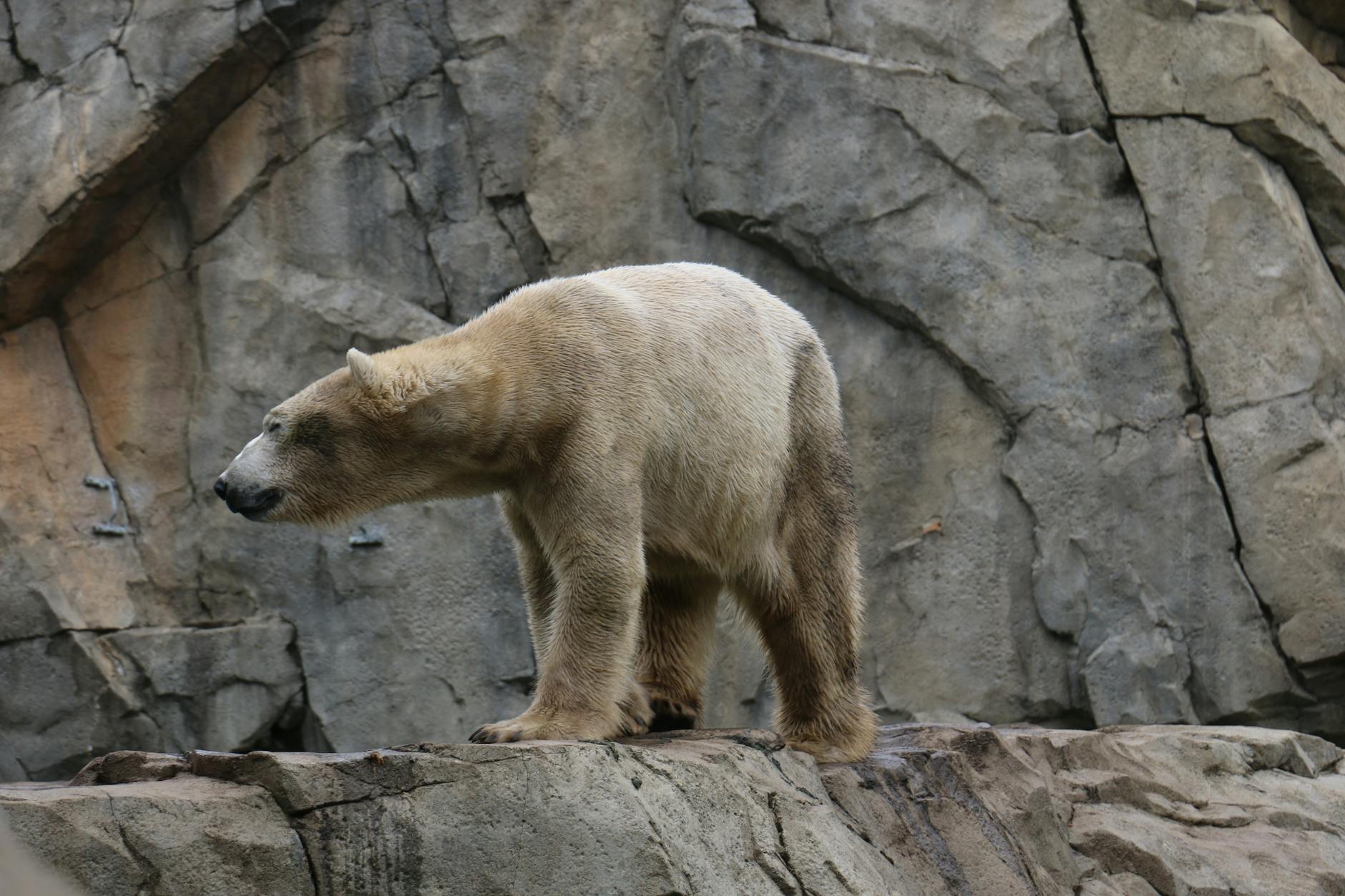 Polar Bear Animal