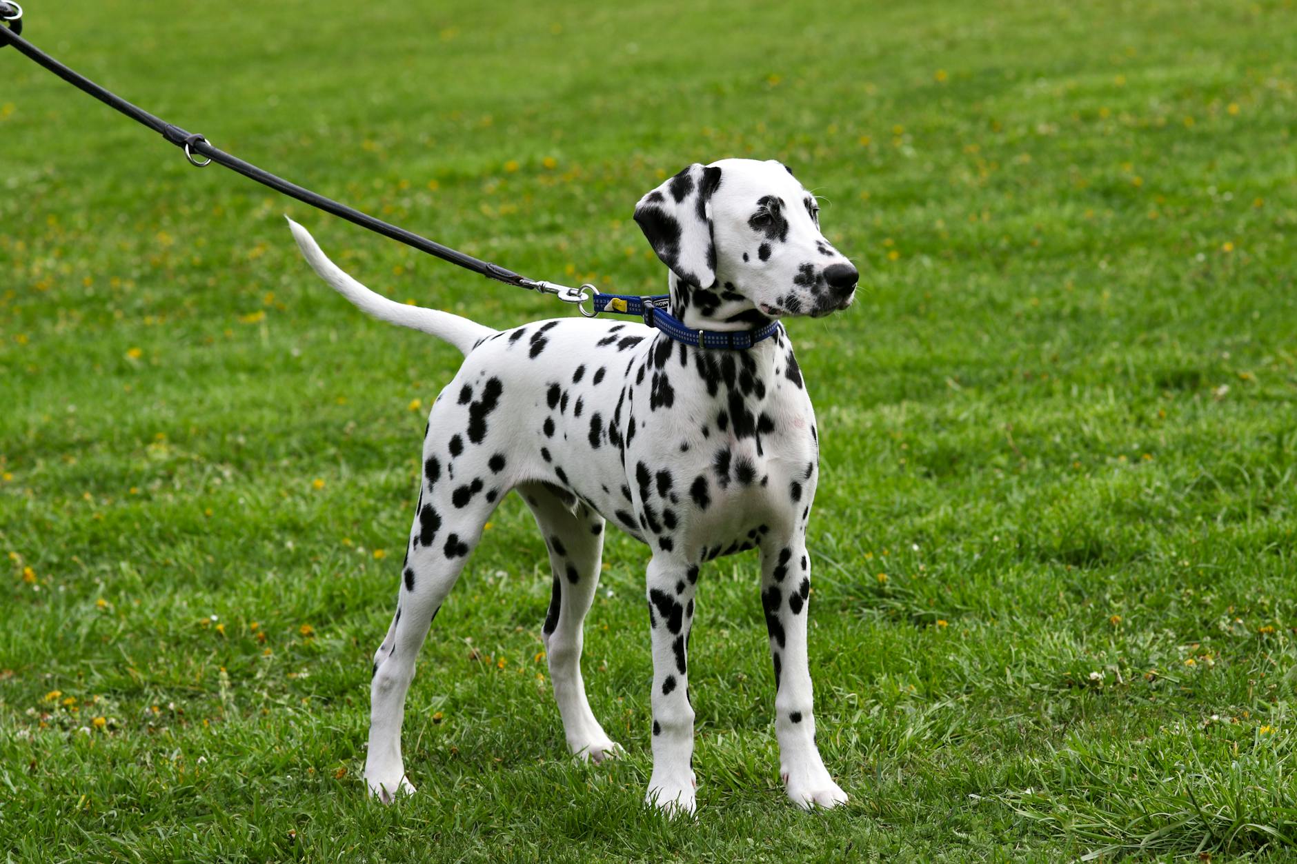 Dalmatian Dog Breed