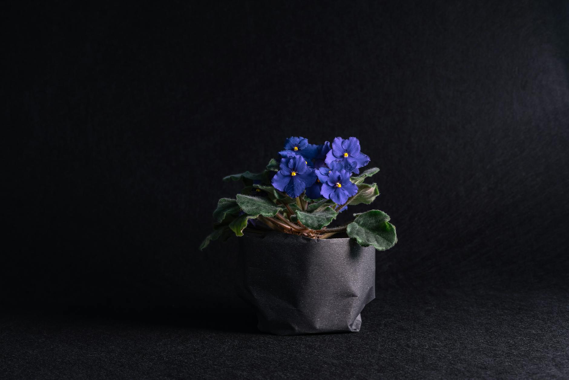 African Violet Plant