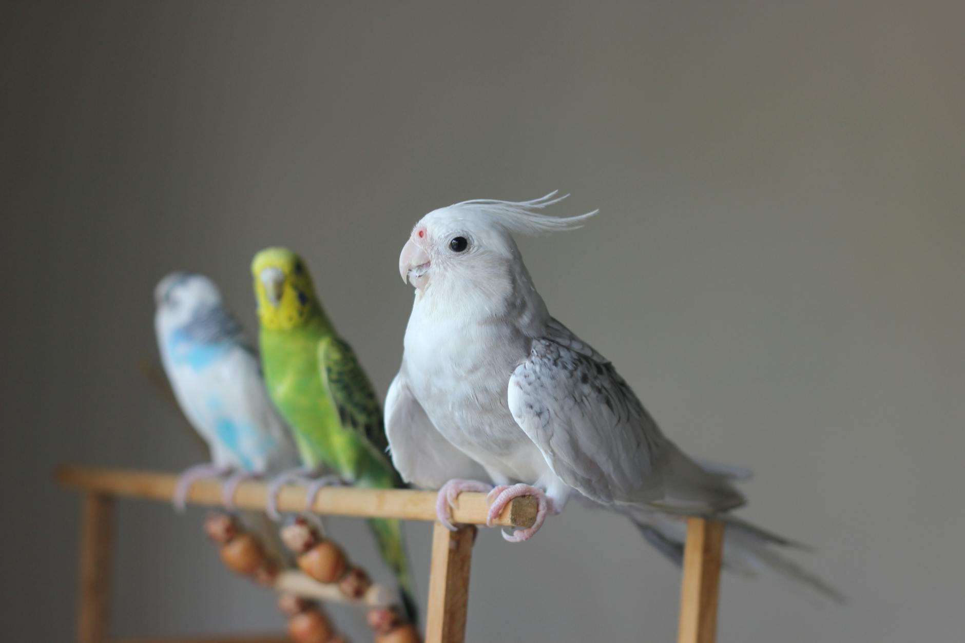 Cockatiel Pets
