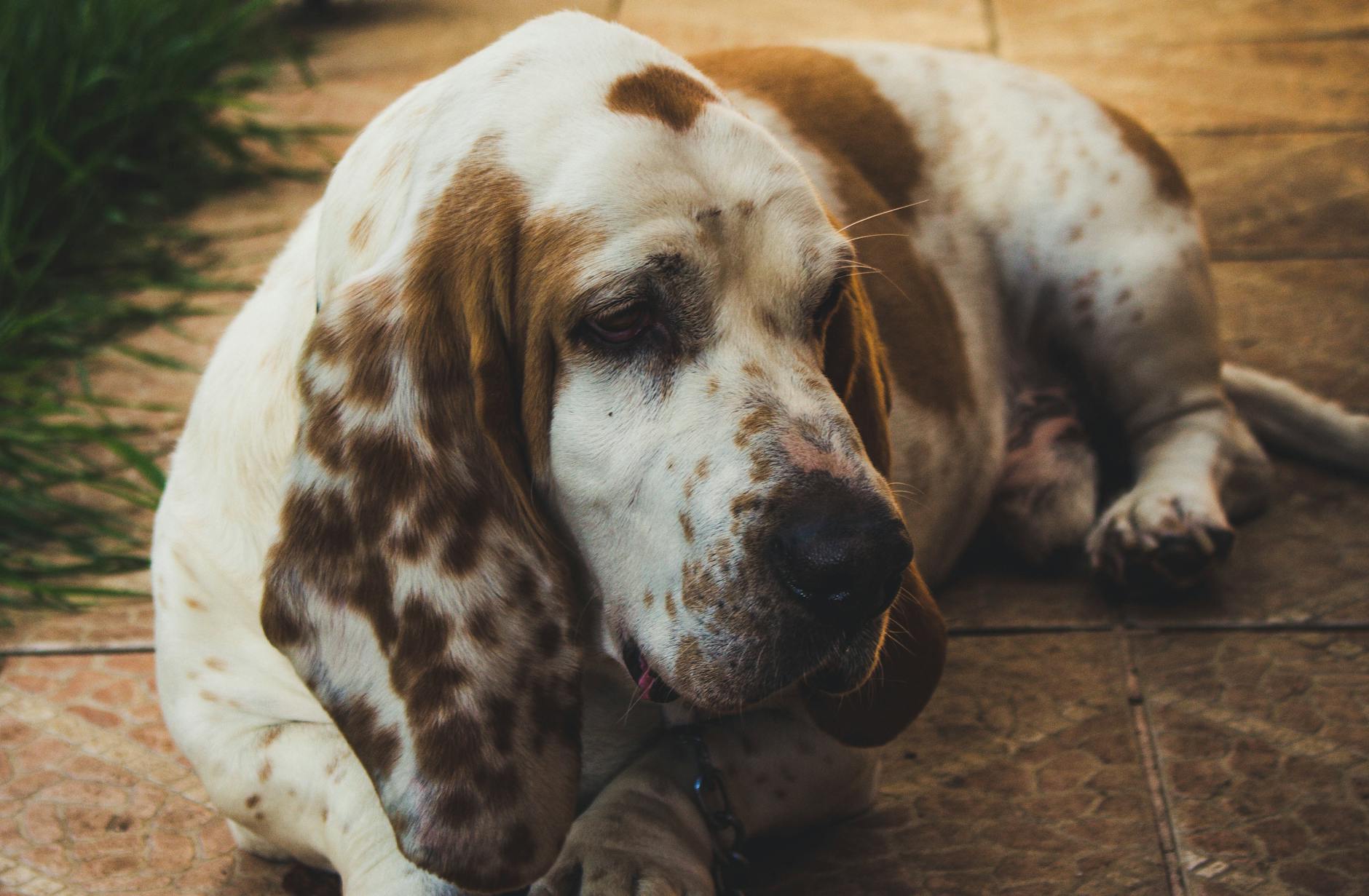 Basset Hound Dog Breed