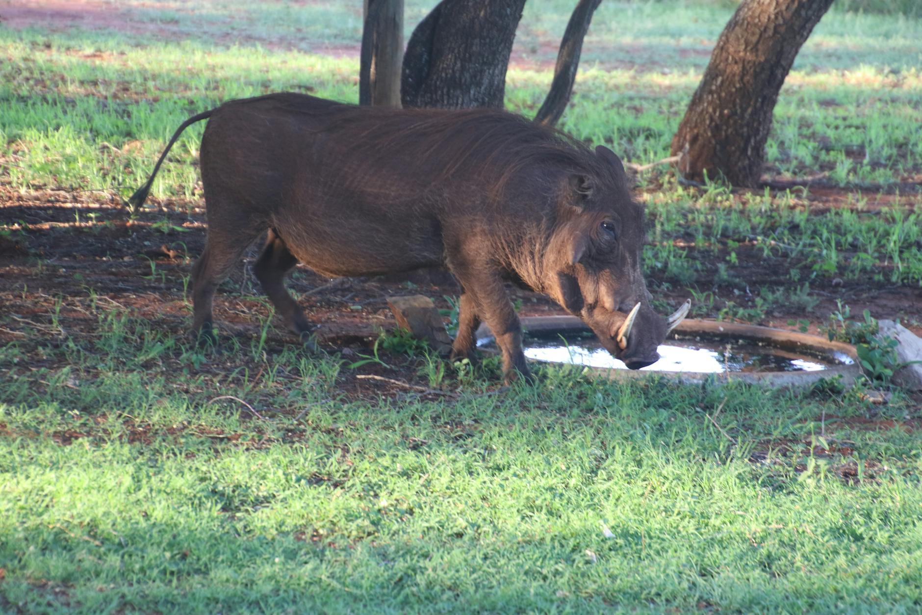 Warthog Animal