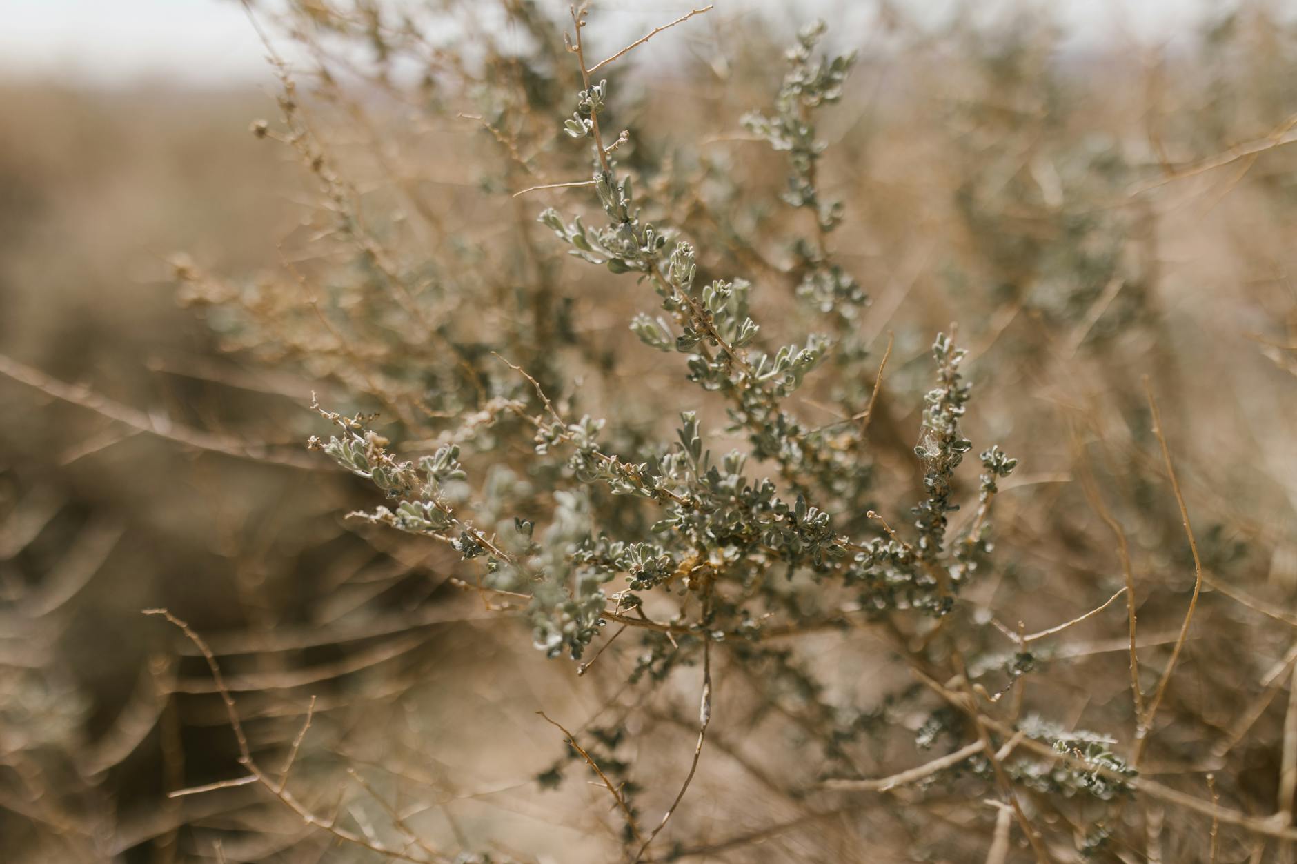 Desiccated Potted Plants