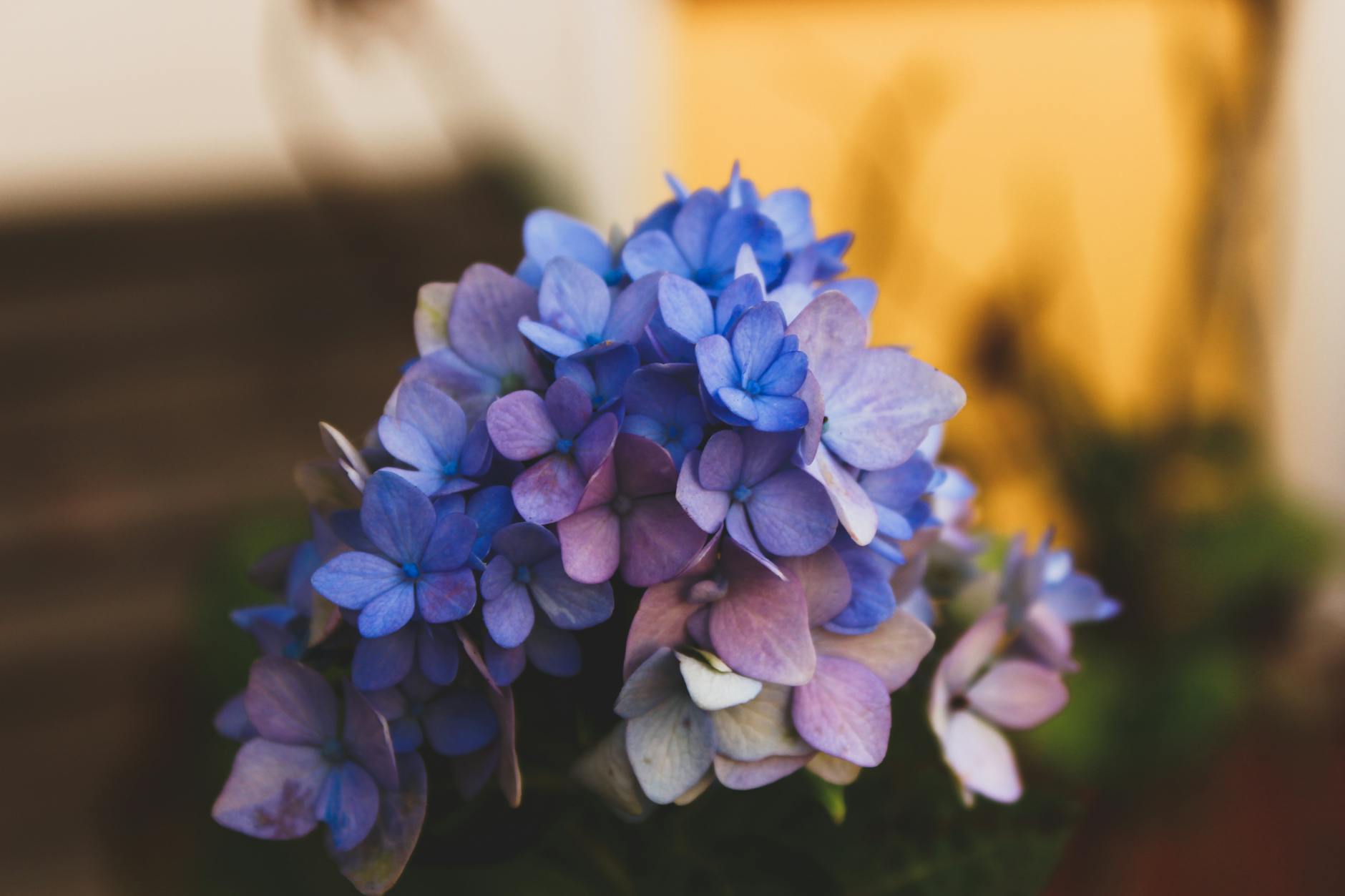 Hydrangea Plant