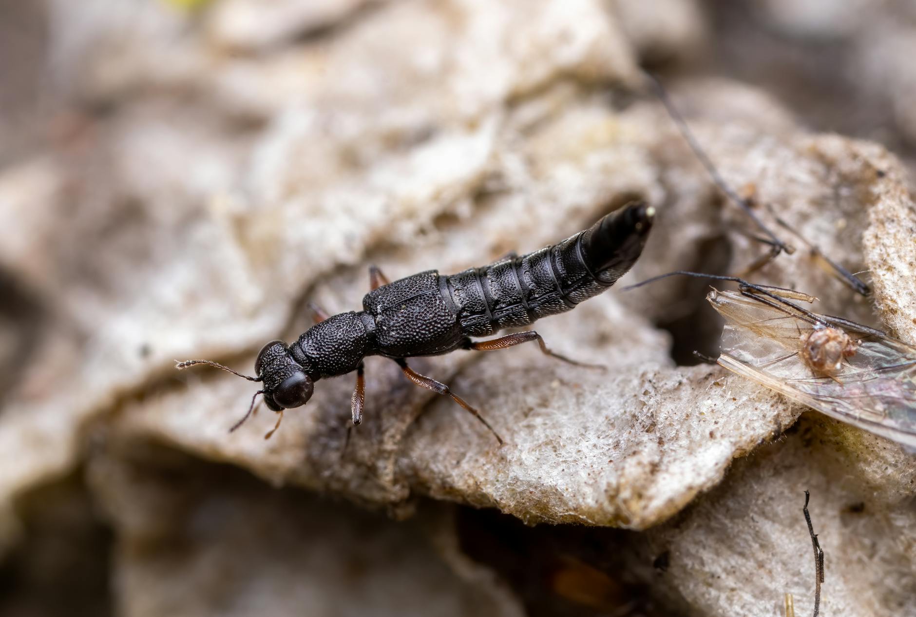 Rove Beetle Pest