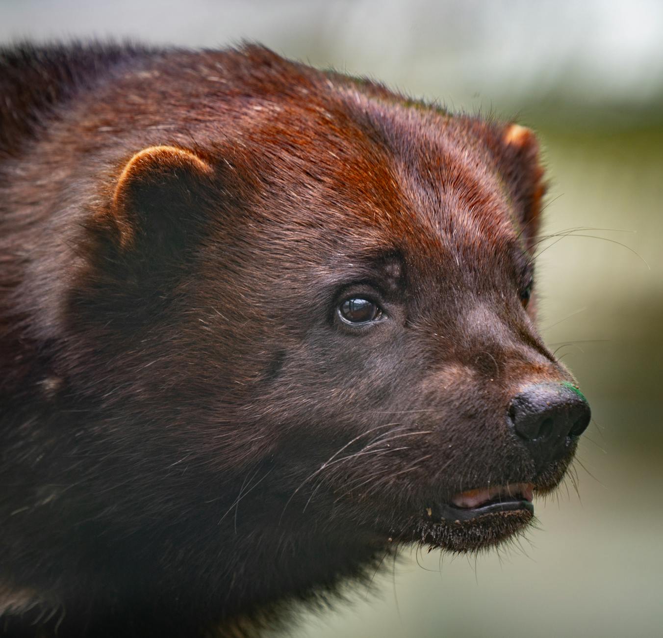 Wolverine Animal