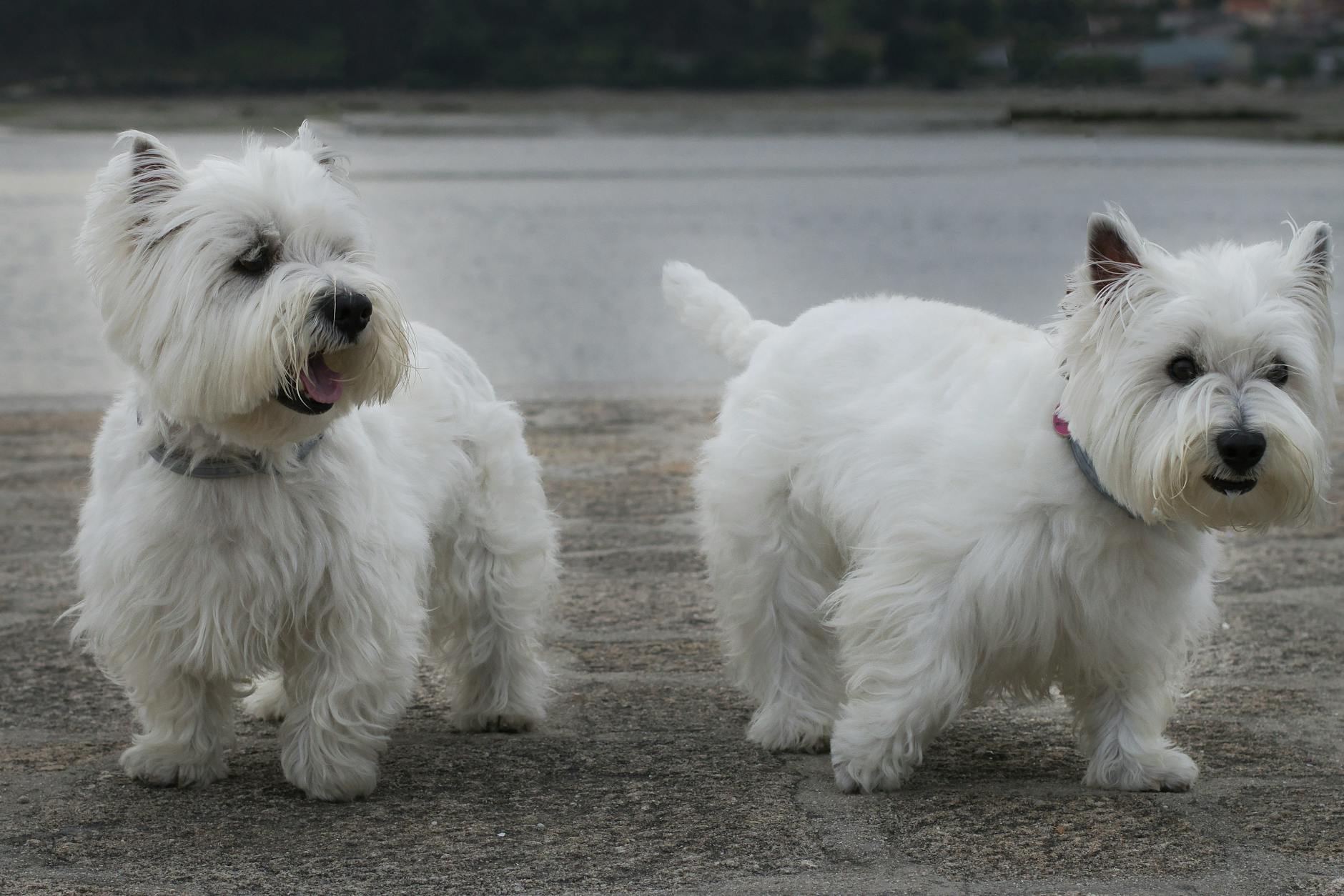 West Highland White Terrier Dog Breed