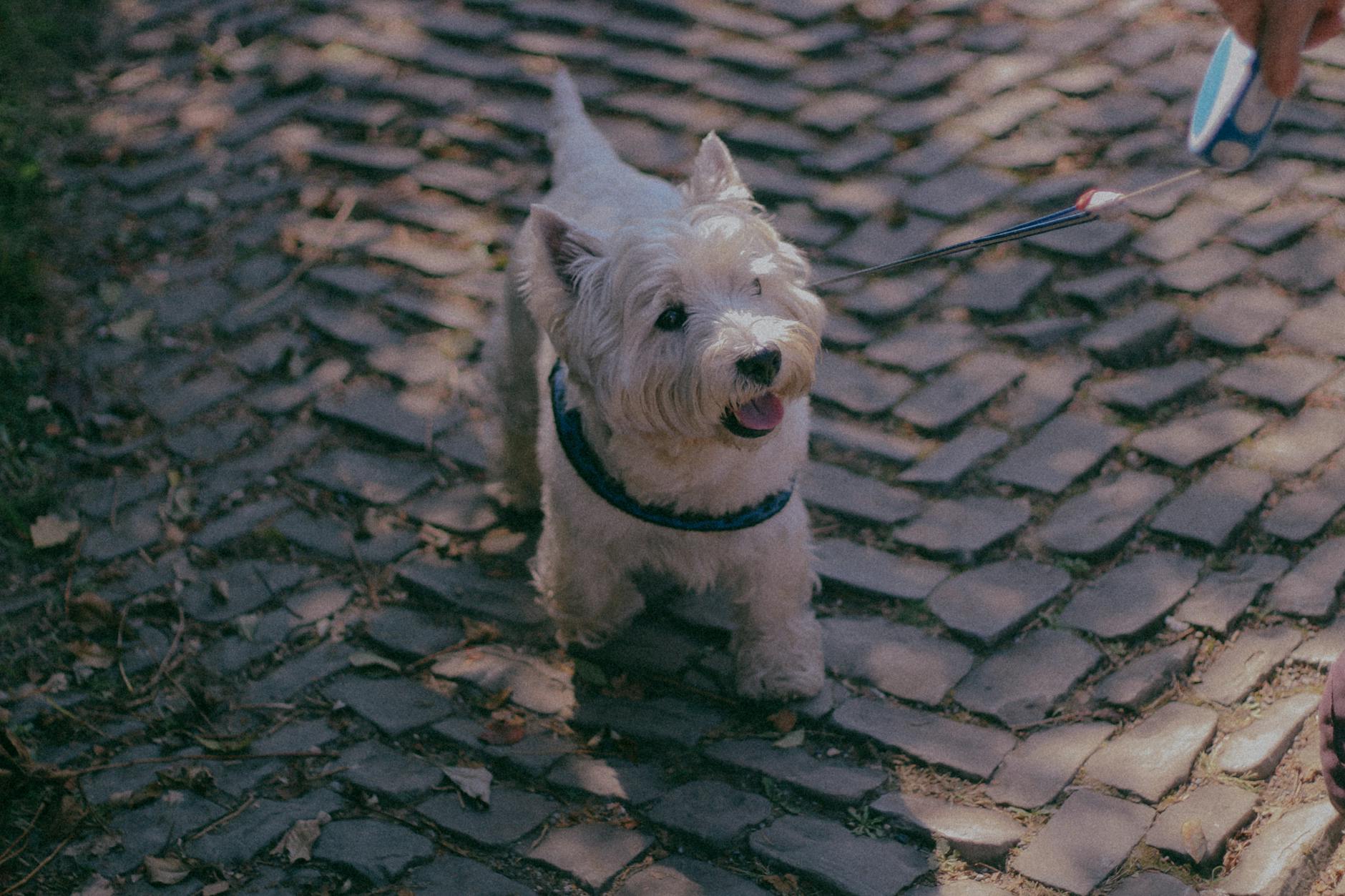 Scottish Terrier Dog Breed
