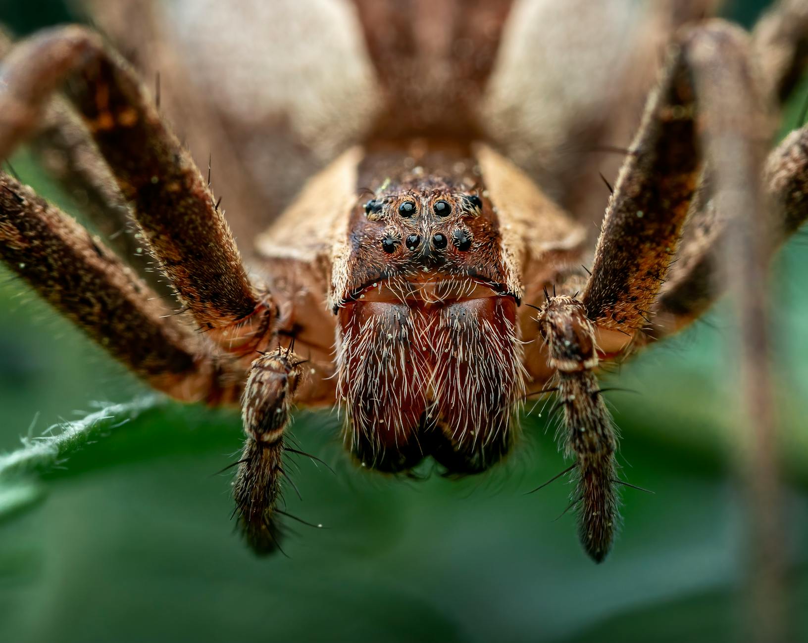 Brazilian Wandering Spider Animal