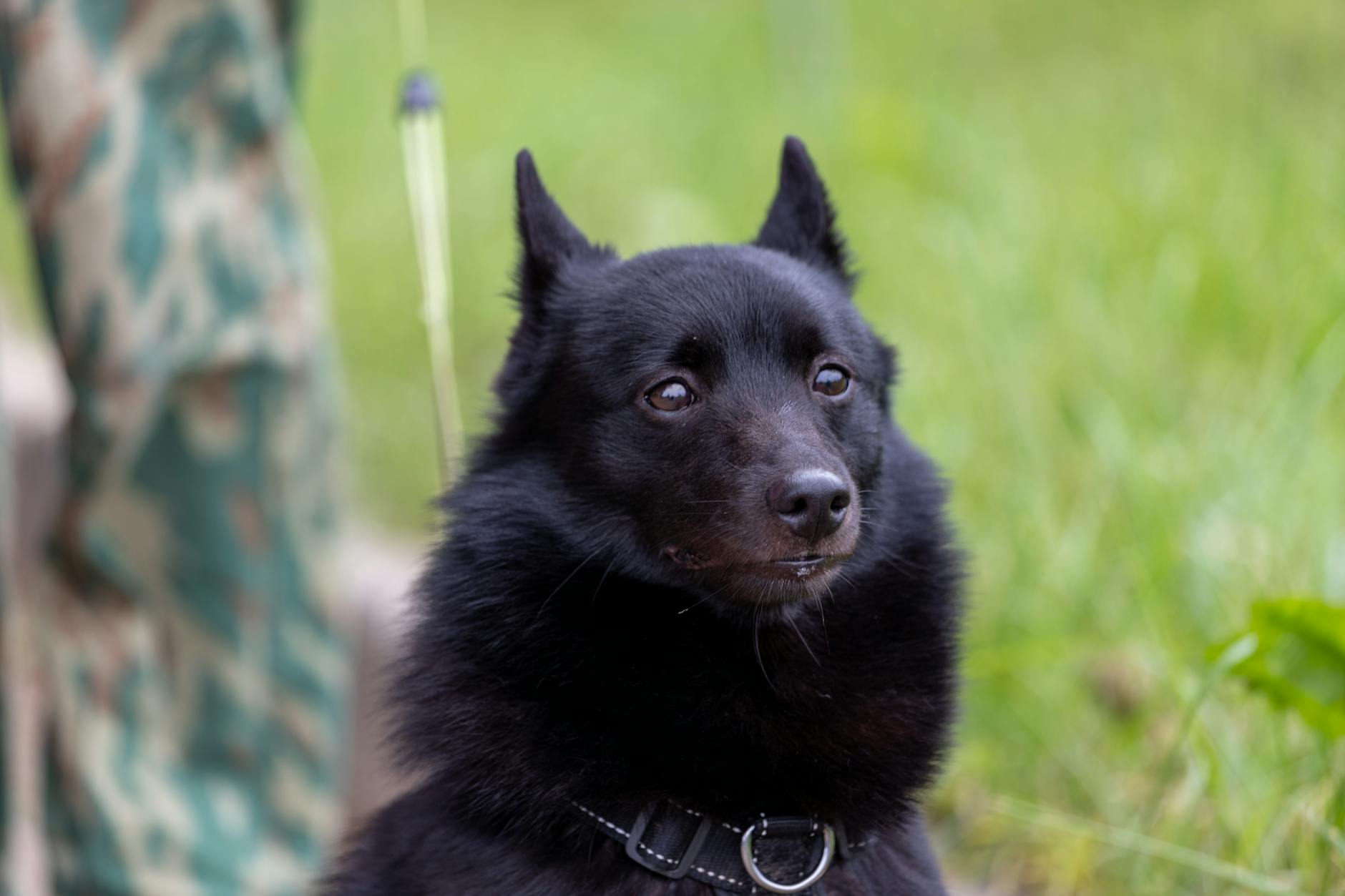 Schipperke Dog Breed