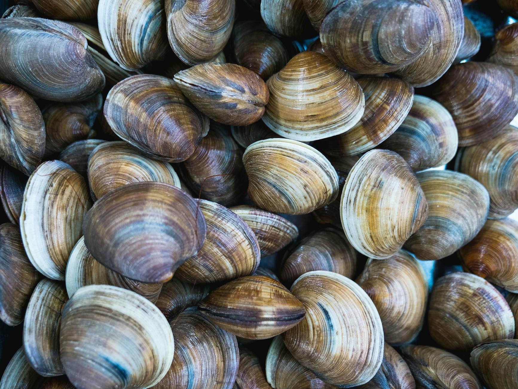 Clams Food