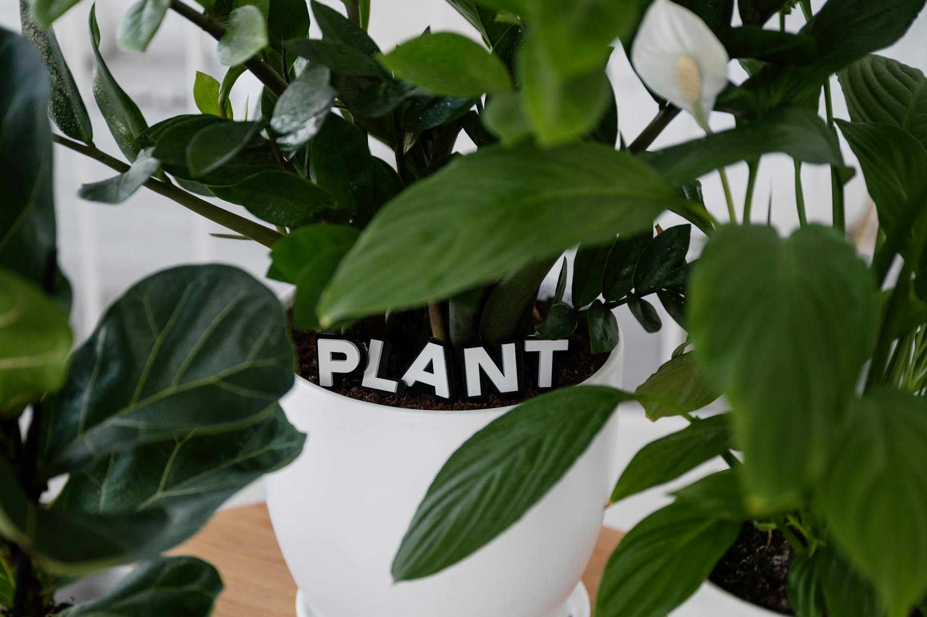 Oxygen Fluctuation Houseplants