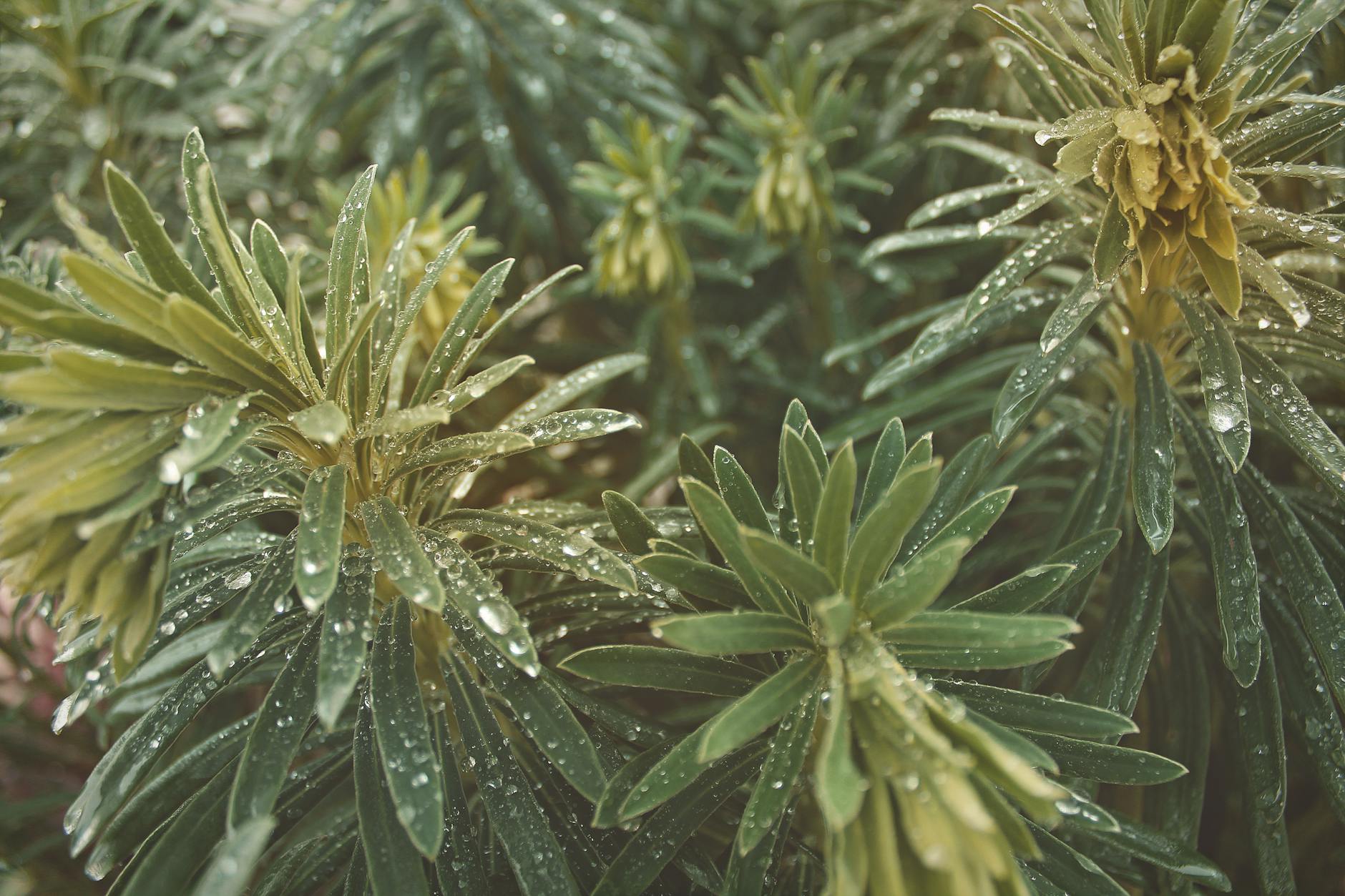 Rain Chains garden plants