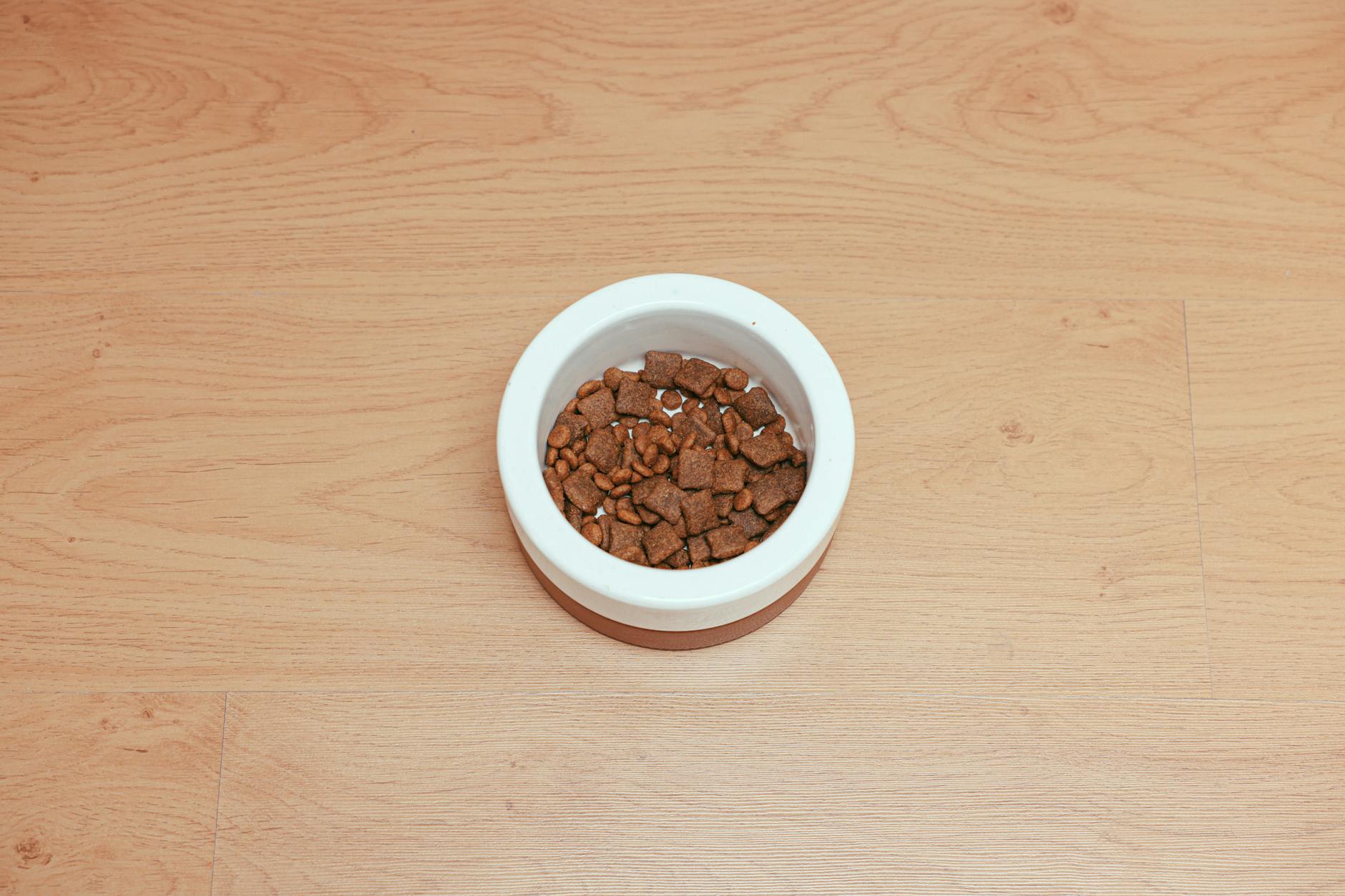 Organic Pet Food Bowl