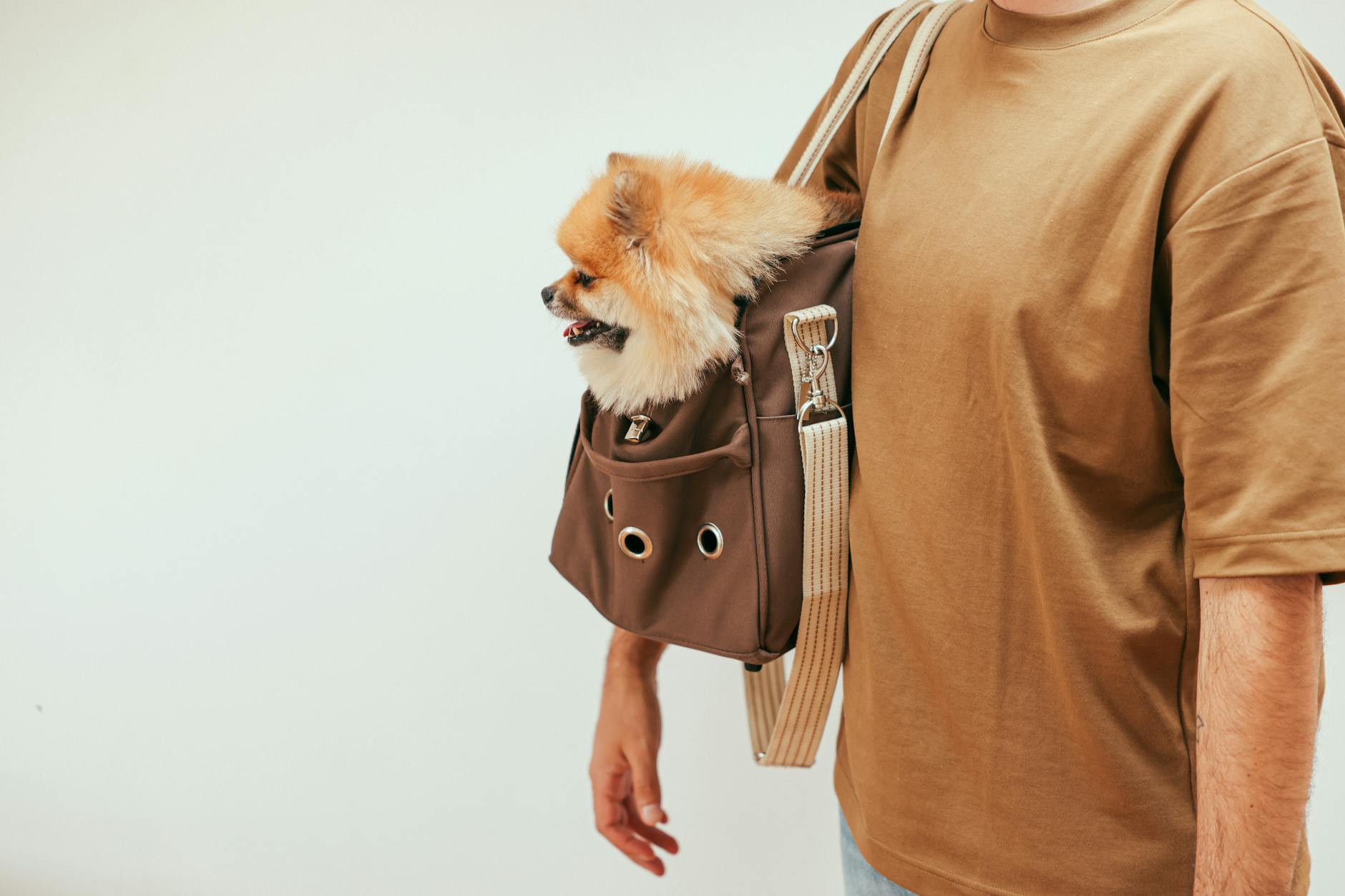 Bag Skipping Dog