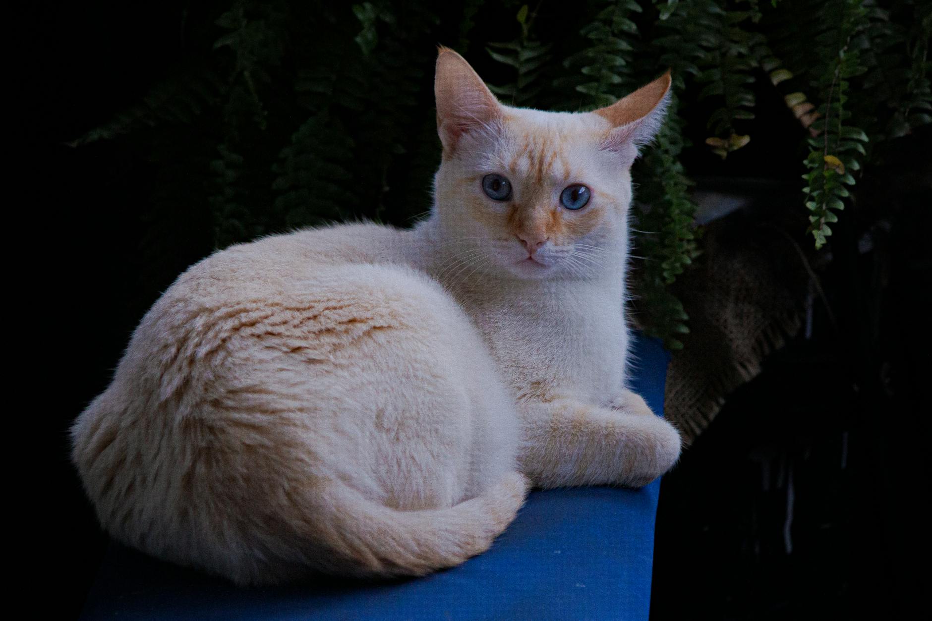Balinese Cat Breed