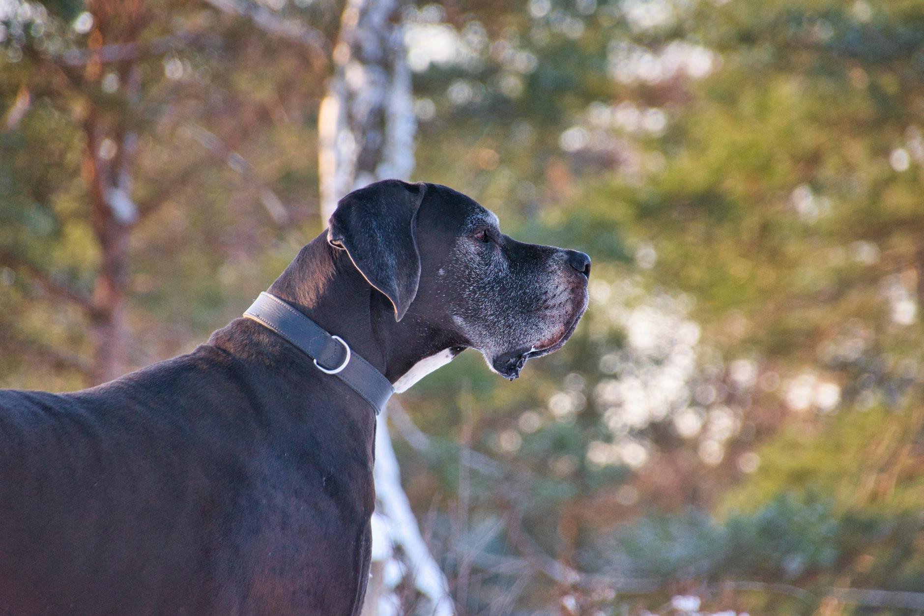 Great Dane Dog Breed