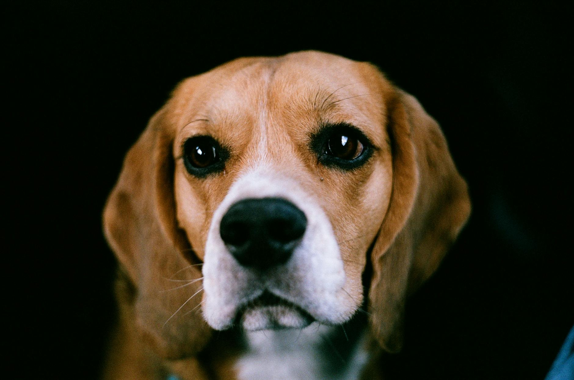 Beagle Dog Breed