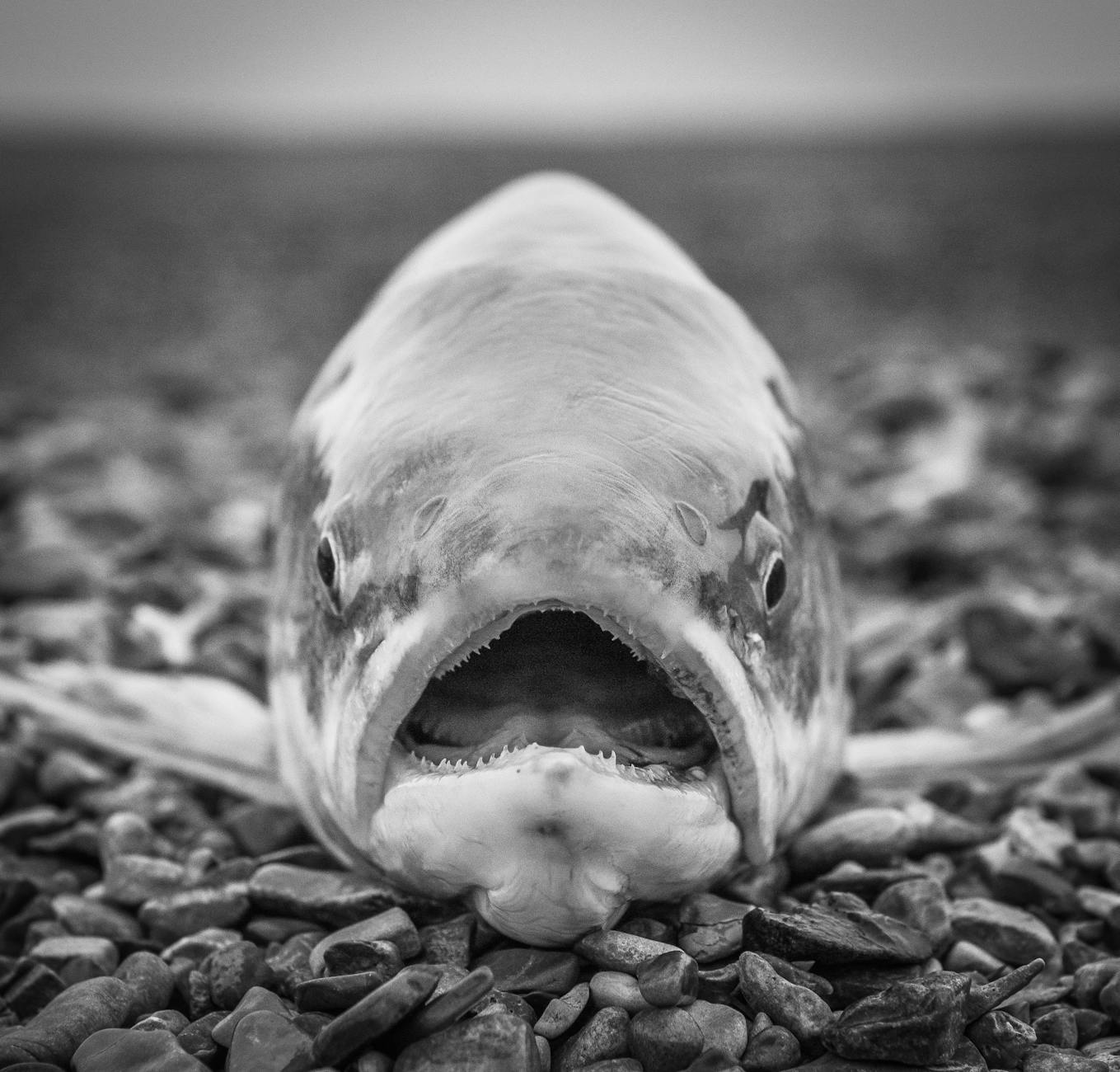 Large Fish Portrait