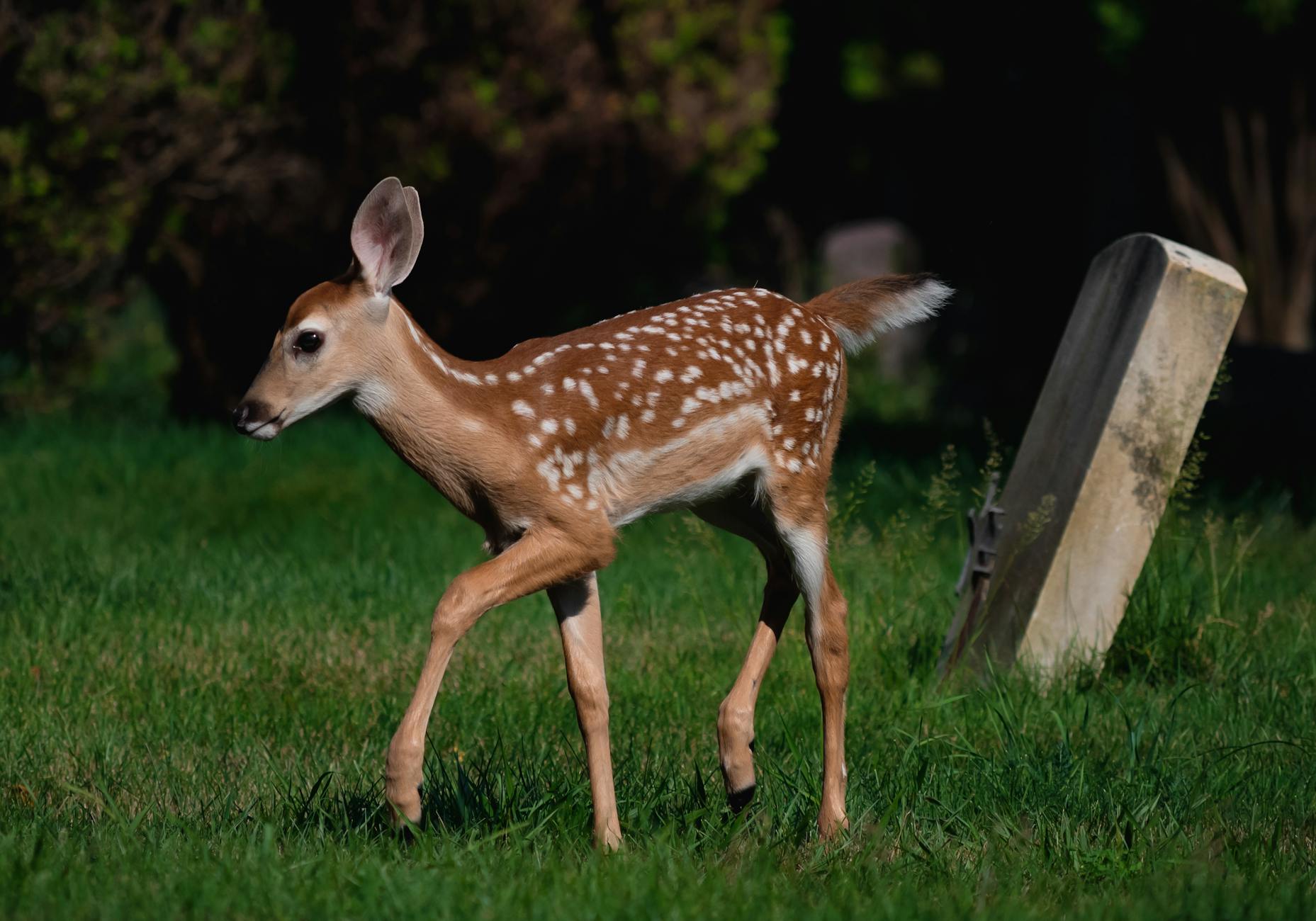 Fawn Baby