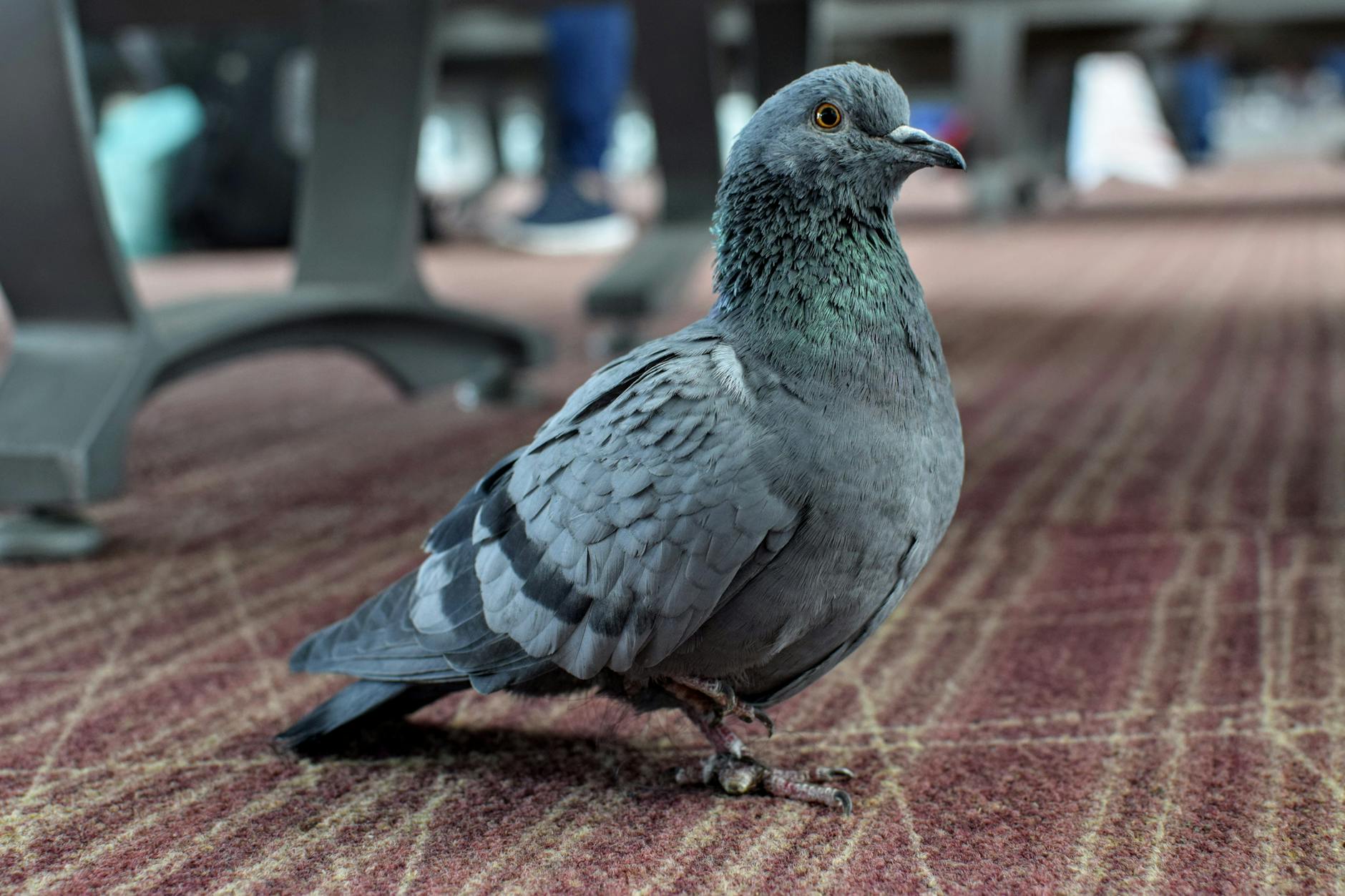 Domestic Pigeon Pets