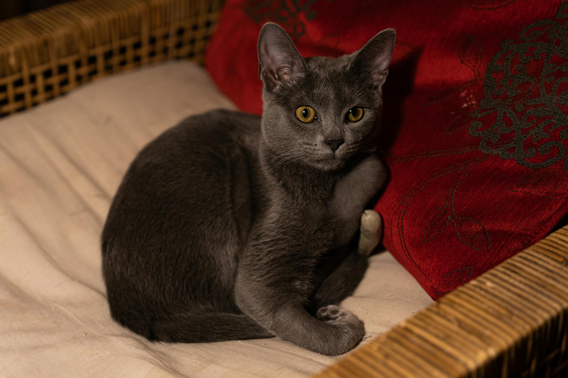 Russian Blue Cat Breed