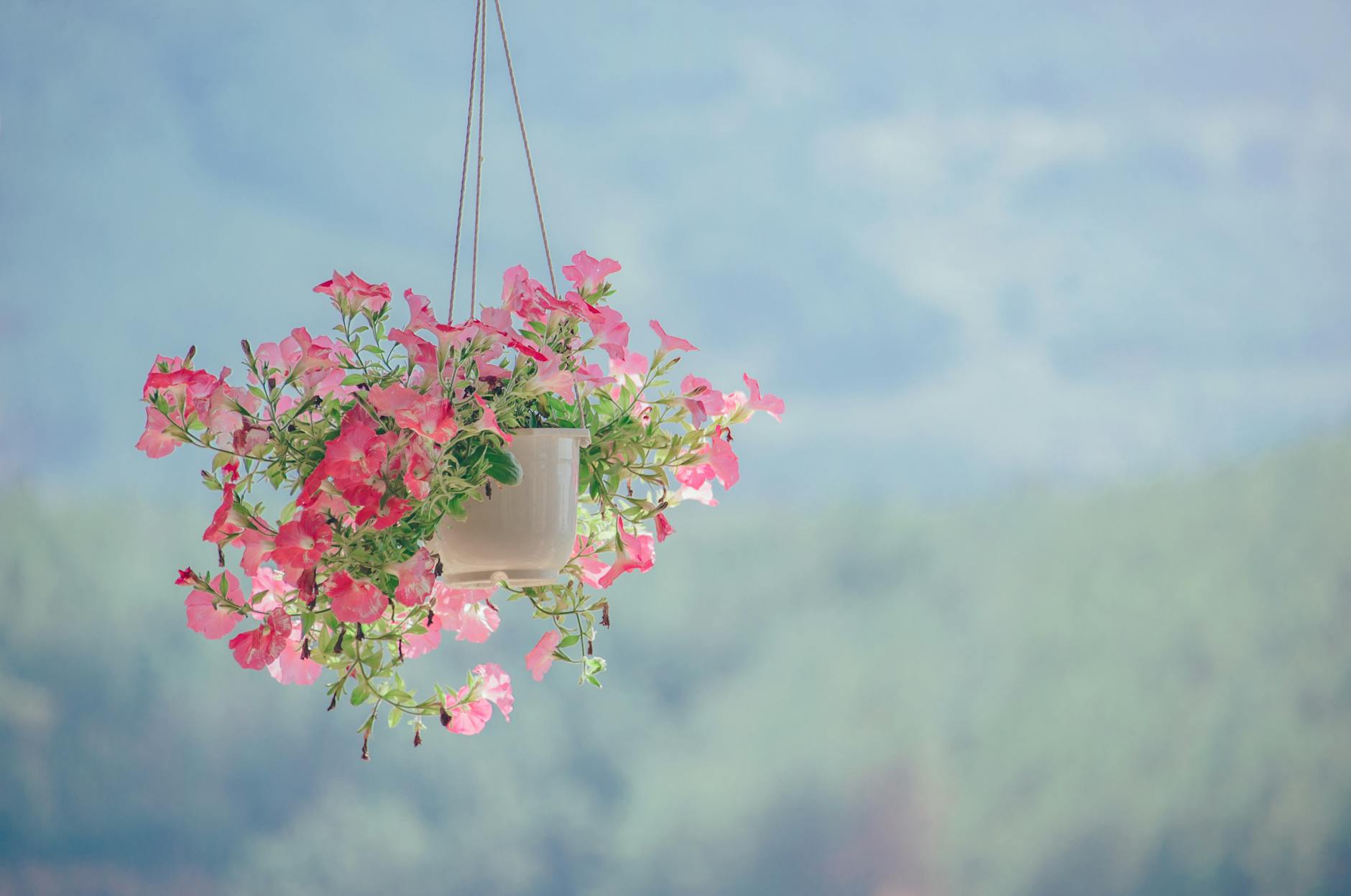 Colorful Hanging Baskets