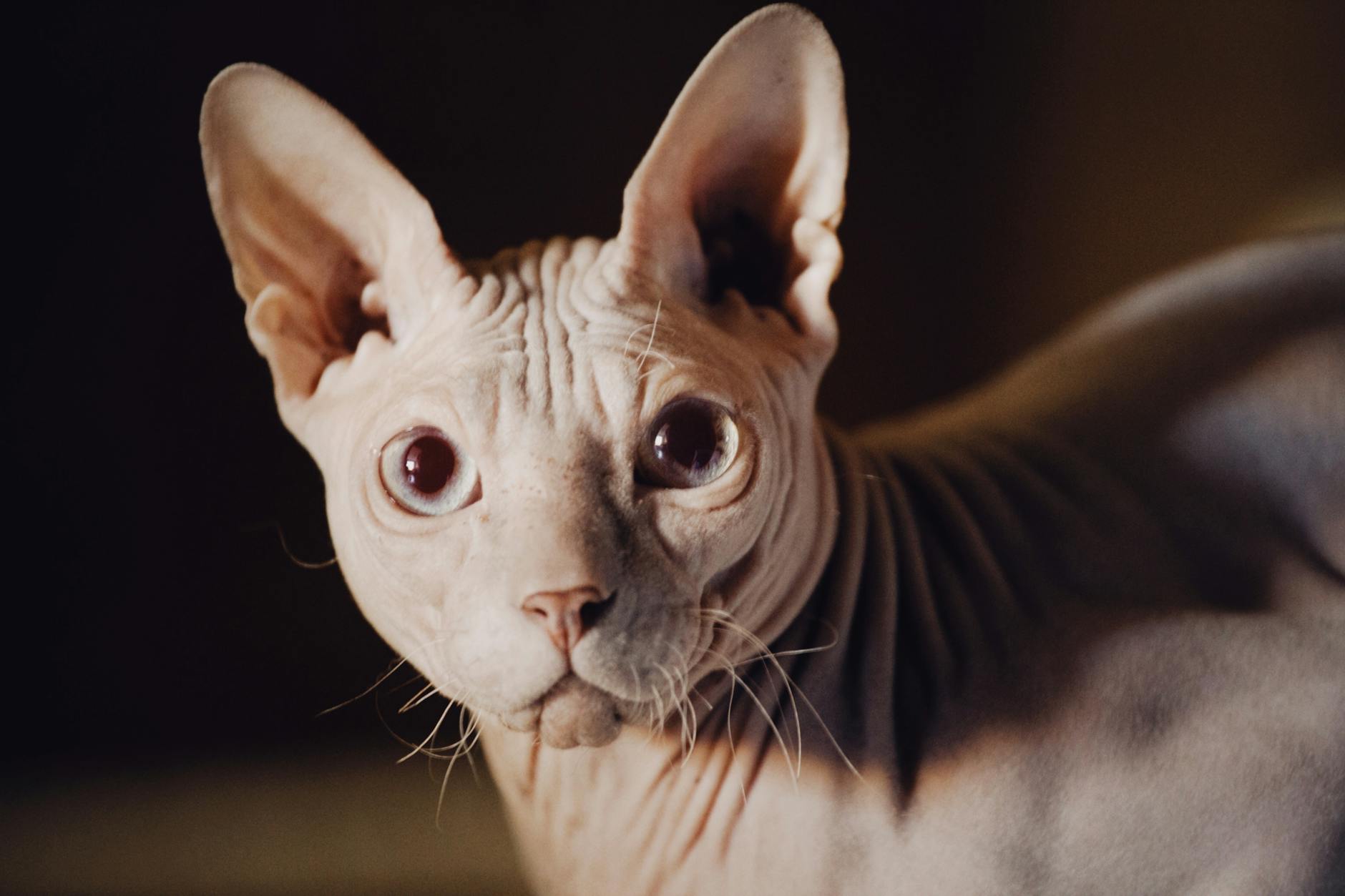 Sphynx Cat 