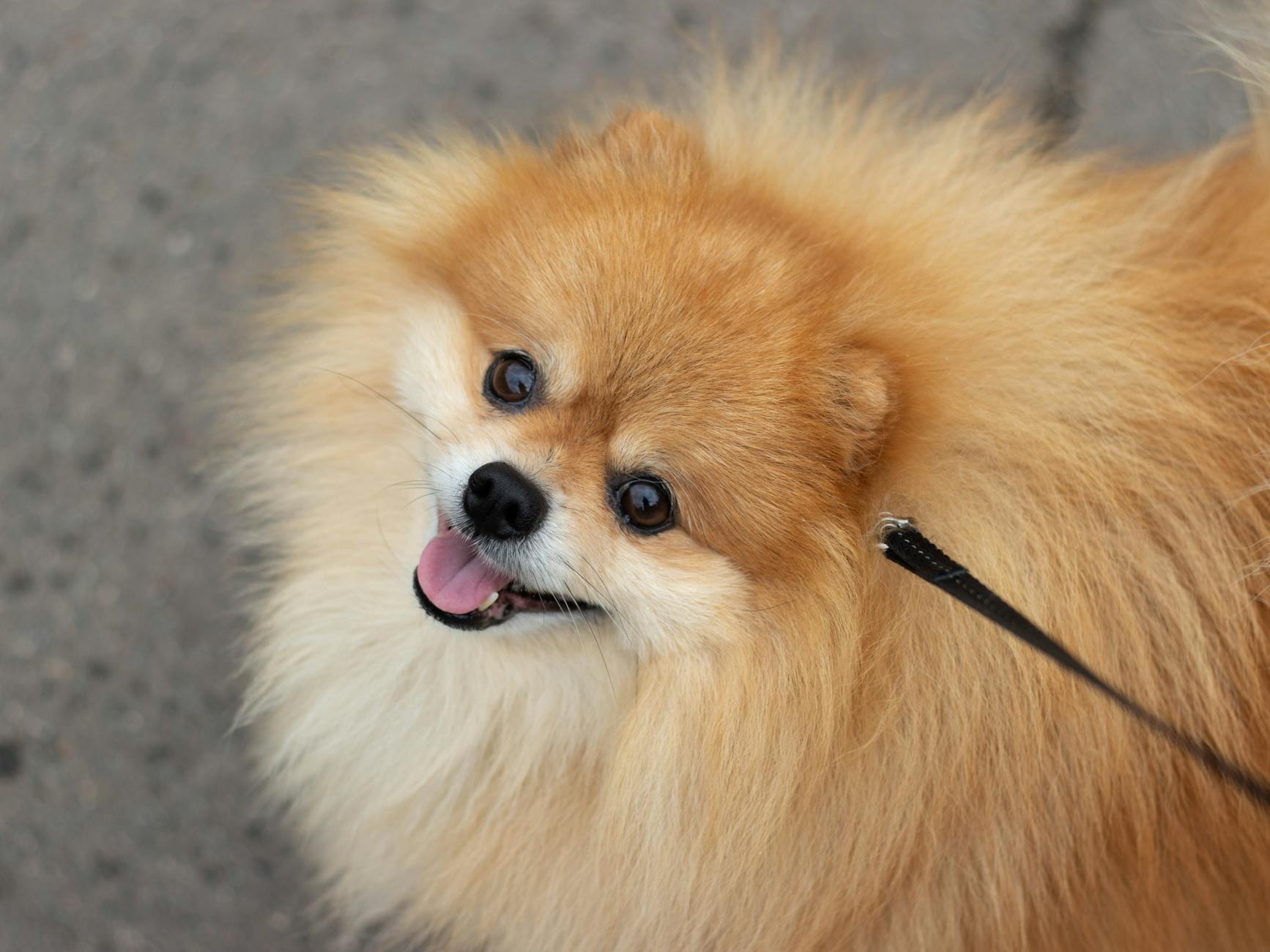 Pomeranian Dog Breed