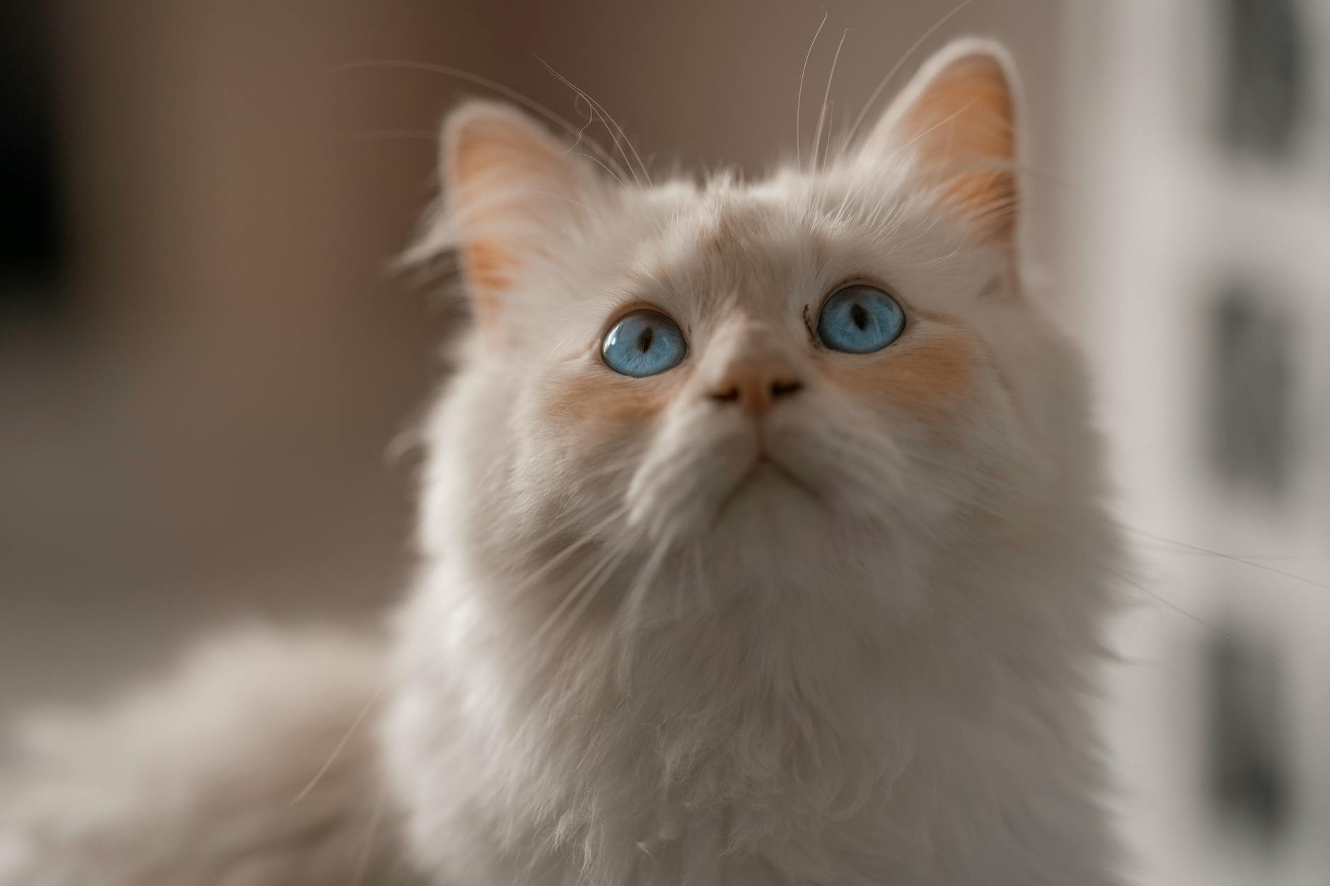 Birman Cat Breed