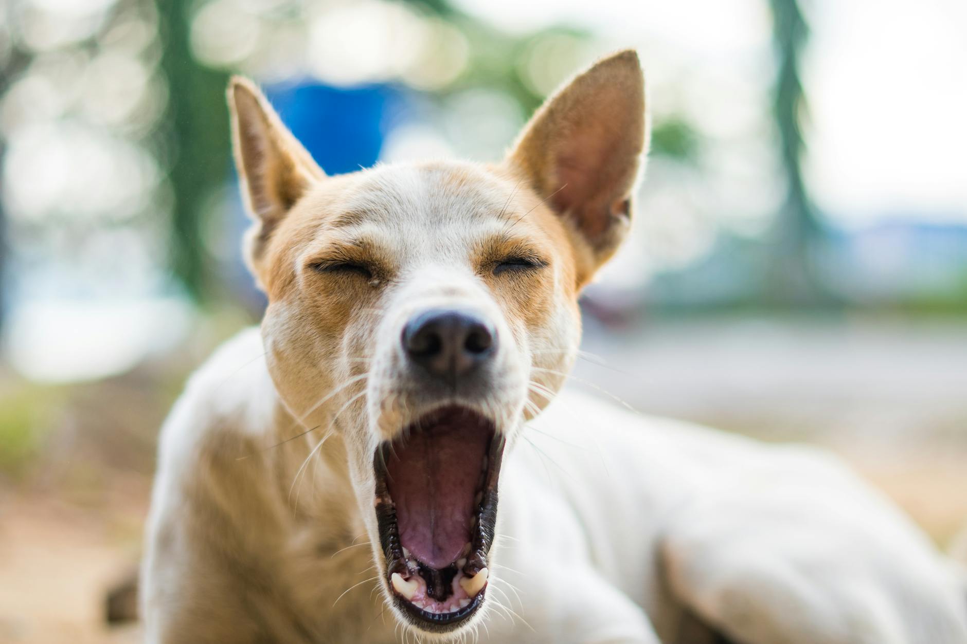 Yawning Dog