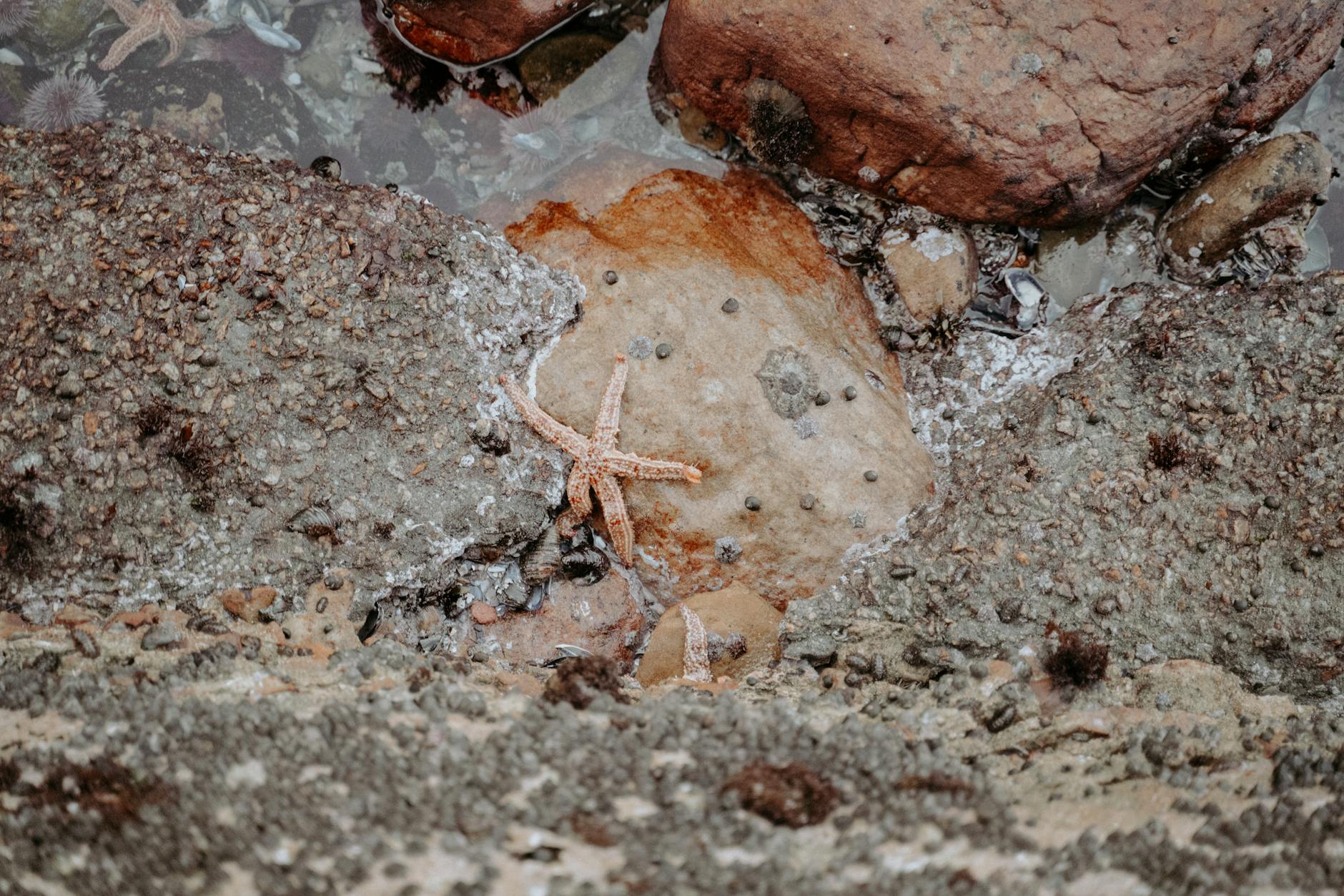 Contaminated Soil Samples