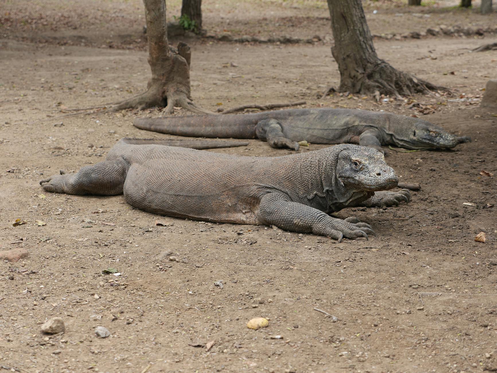 Komodo Dragon Animals