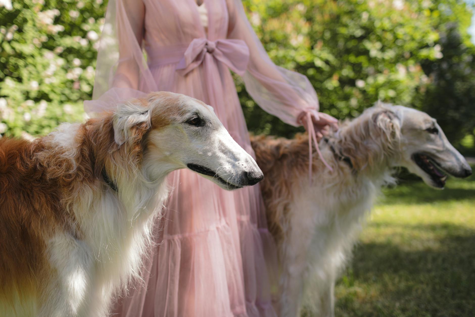 Borzoi Dog Breed