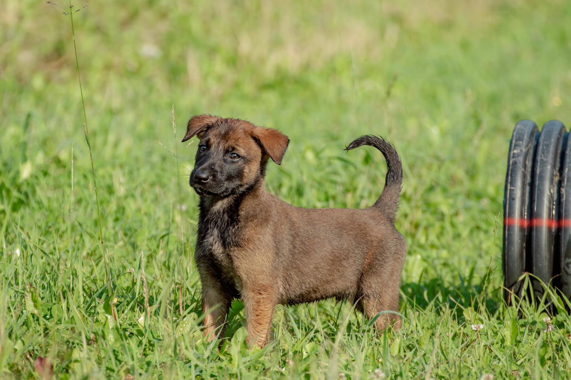 Belgian Malinois Dog Breed
